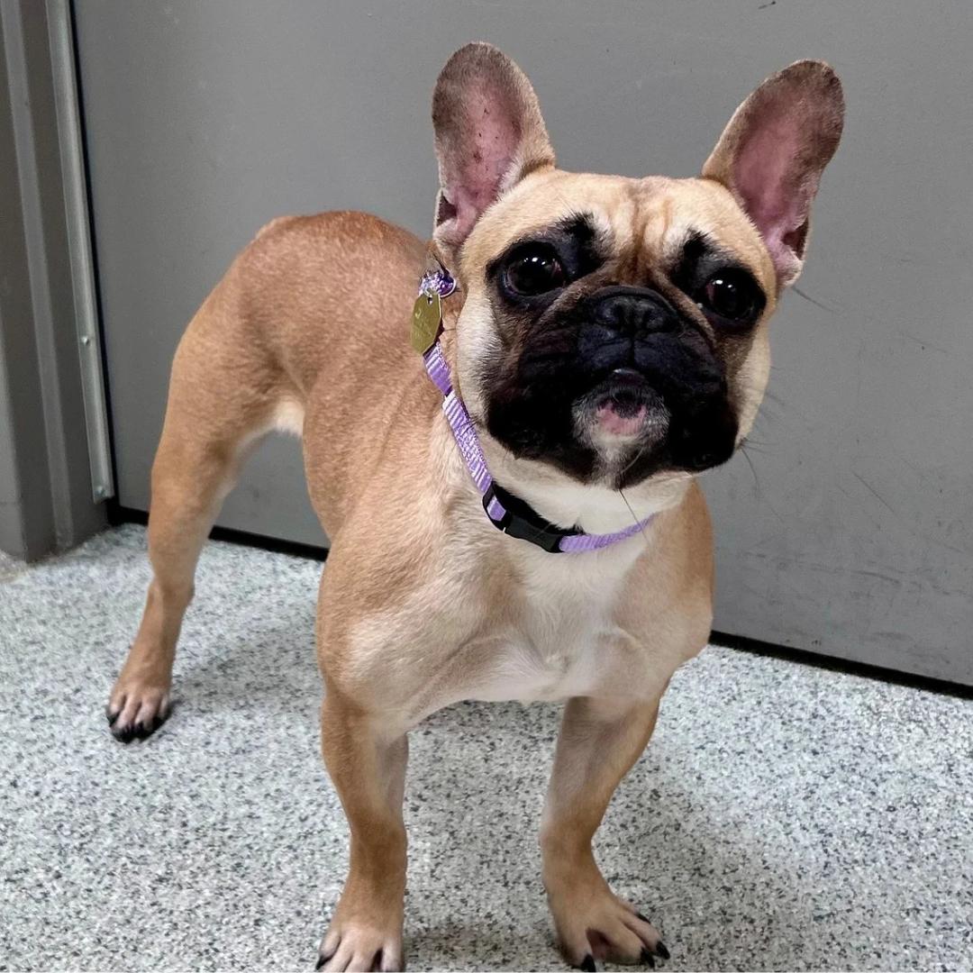 Enlarge Stella, a Adoptable French Bulldog in Downers Grove, IL image 3/5
