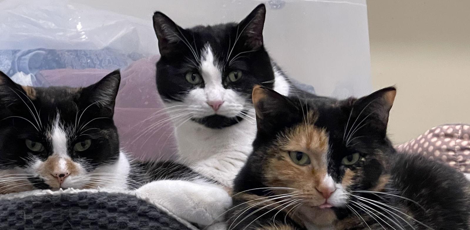 Cupcake, Adoptable, Young Female Domestic Short Hair.