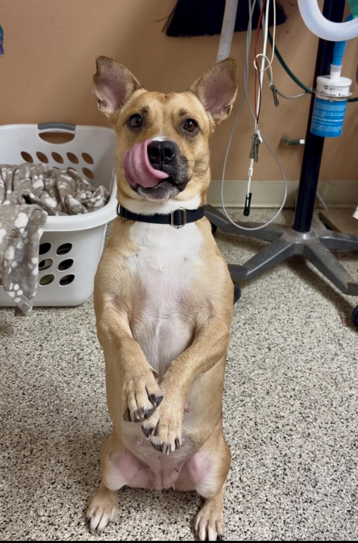 Enlarge Agnes, a Adoptable mixed breed in Phoenix, AZ image 2/4
