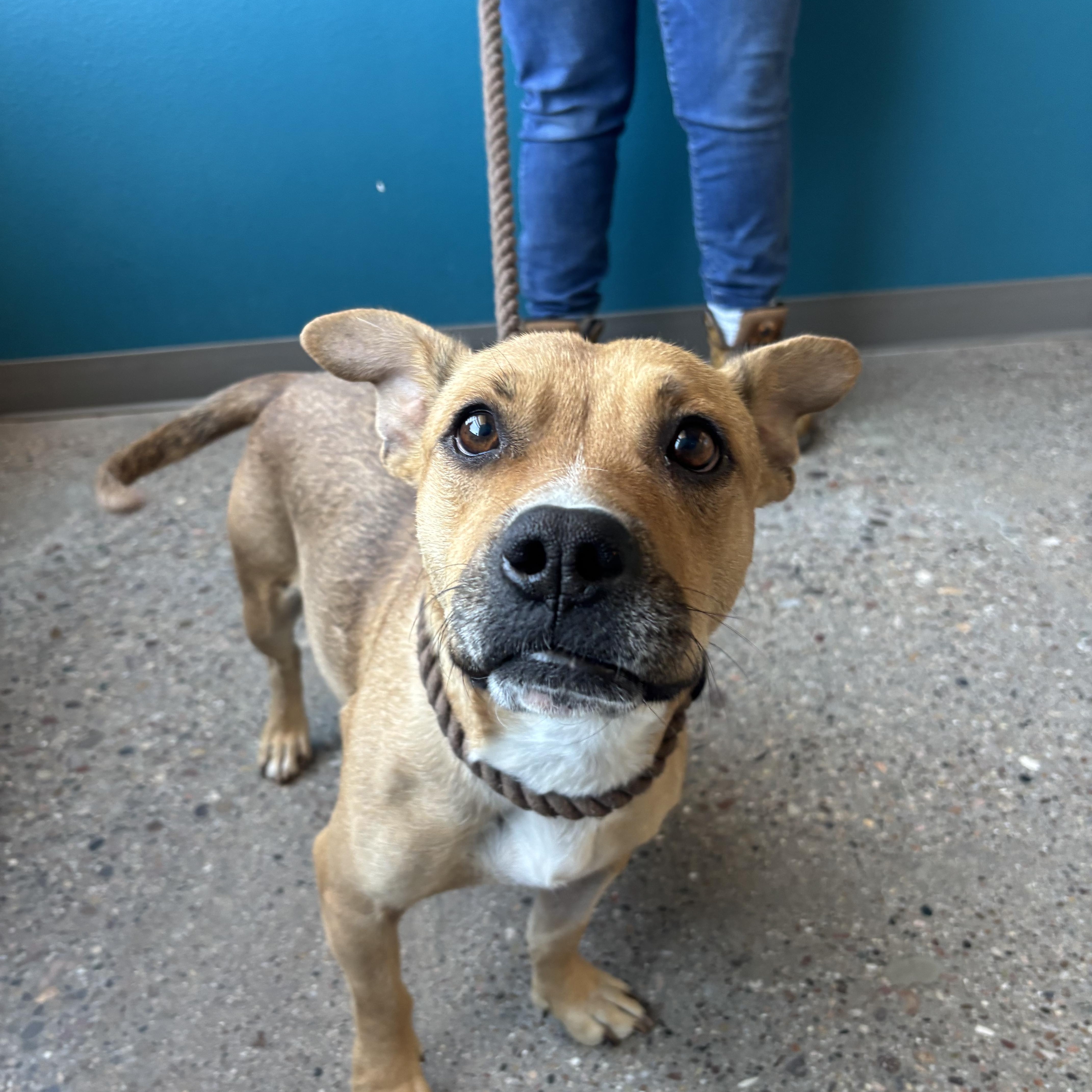 Enlarge Agnes, a Adoptable mixed breed in Phoenix, AZ image 4/4
