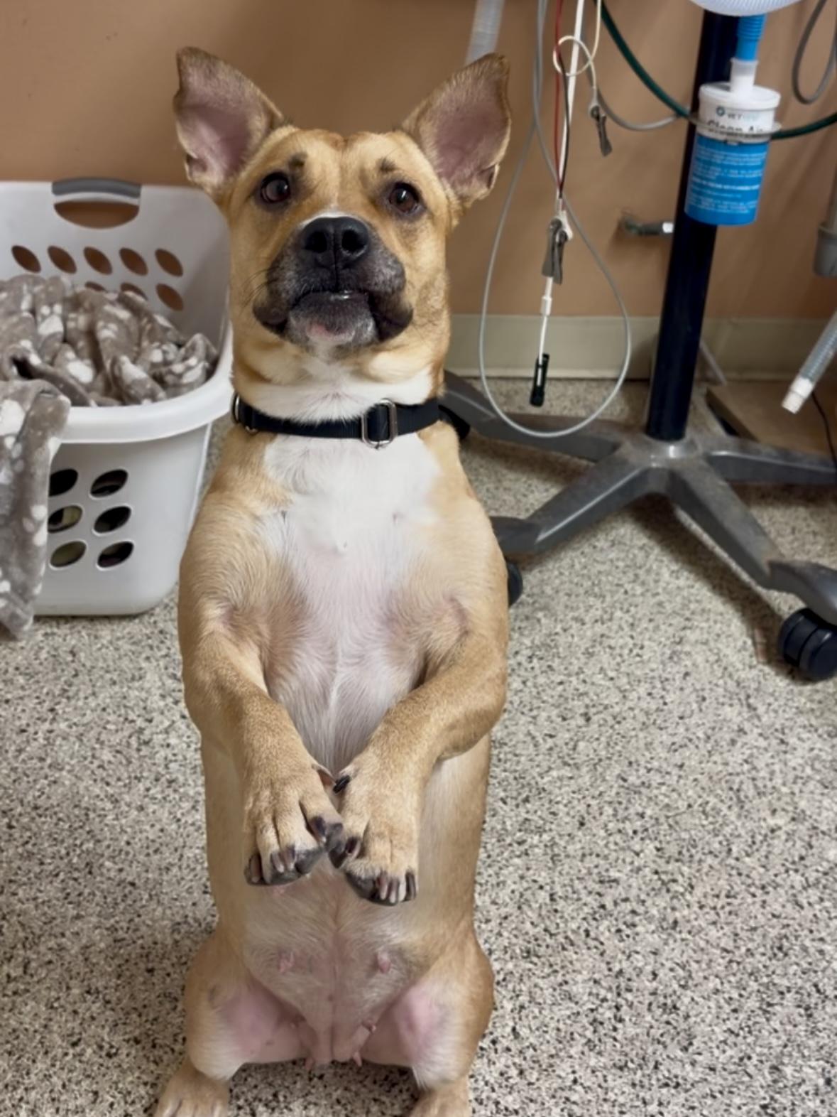 Enlarge Agnes, a Adoptable mixed breed in Phoenix, AZ image 3/4