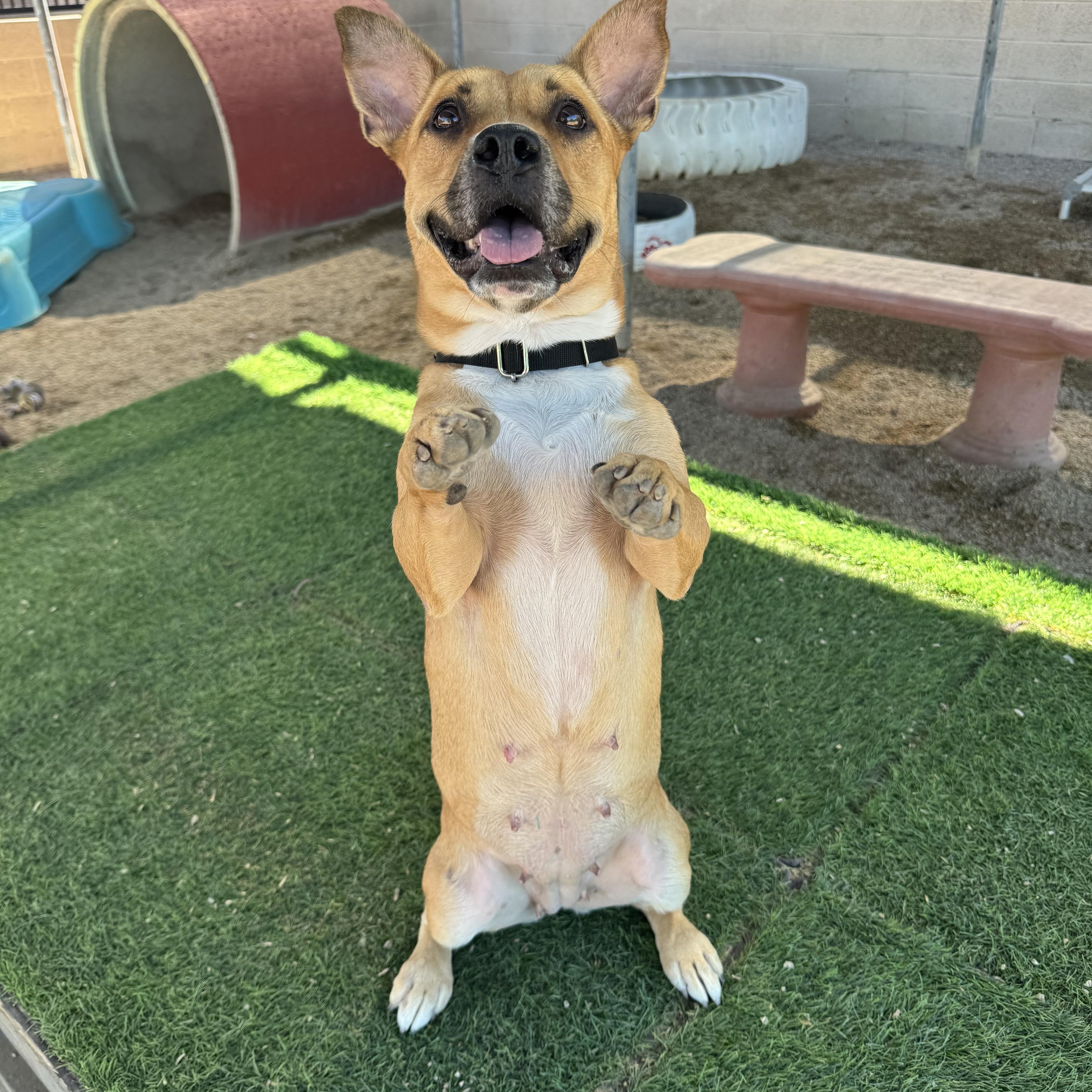 Enlarge Agnes, a Adoptable mixed breed in Phoenix, AZ image 1/4