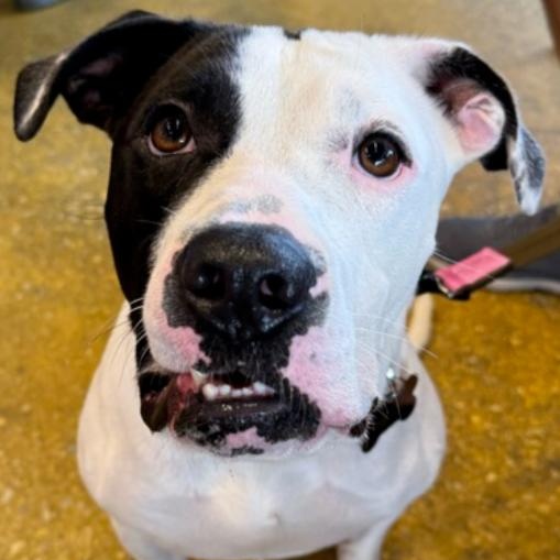 Enlarge Pretzel, a ADOPTABLE Pit Bull Terrier in Naperville, IL image 3/6