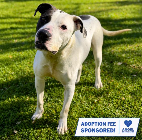 Pretzel, ADOPTABLE, Young Male Pit Bull Terrier.