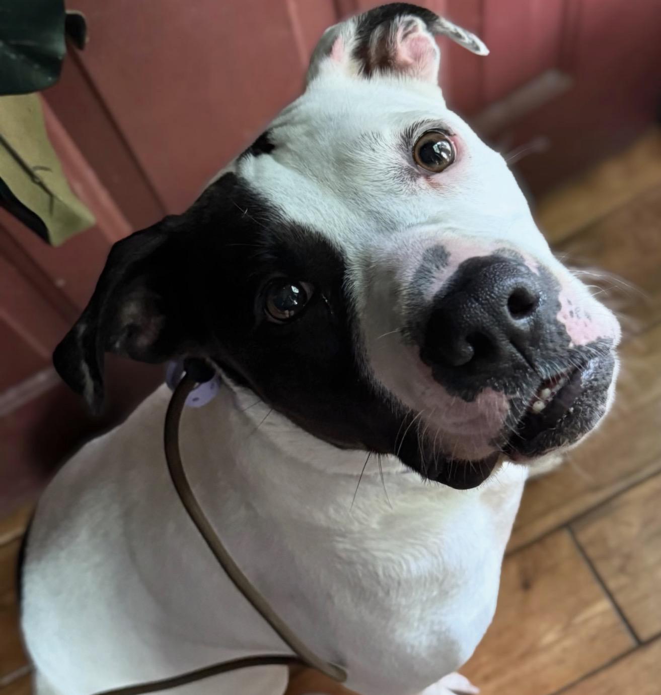 Enlarge Pretzel, a ADOPTABLE Pit Bull Terrier in Naperville, IL image 6/6
