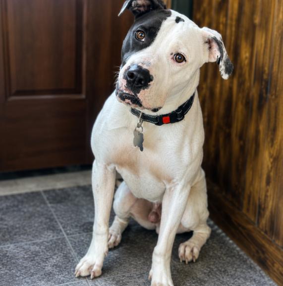 Enlarge Pretzel, a ADOPTABLE Pit Bull Terrier in Naperville, IL image 4/6
