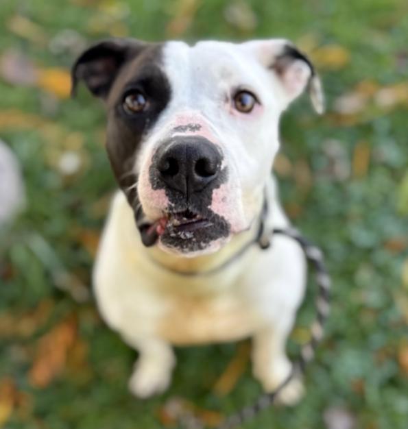 Enlarge Pretzel, a ADOPTABLE Pit Bull Terrier in Naperville, IL image 5/6