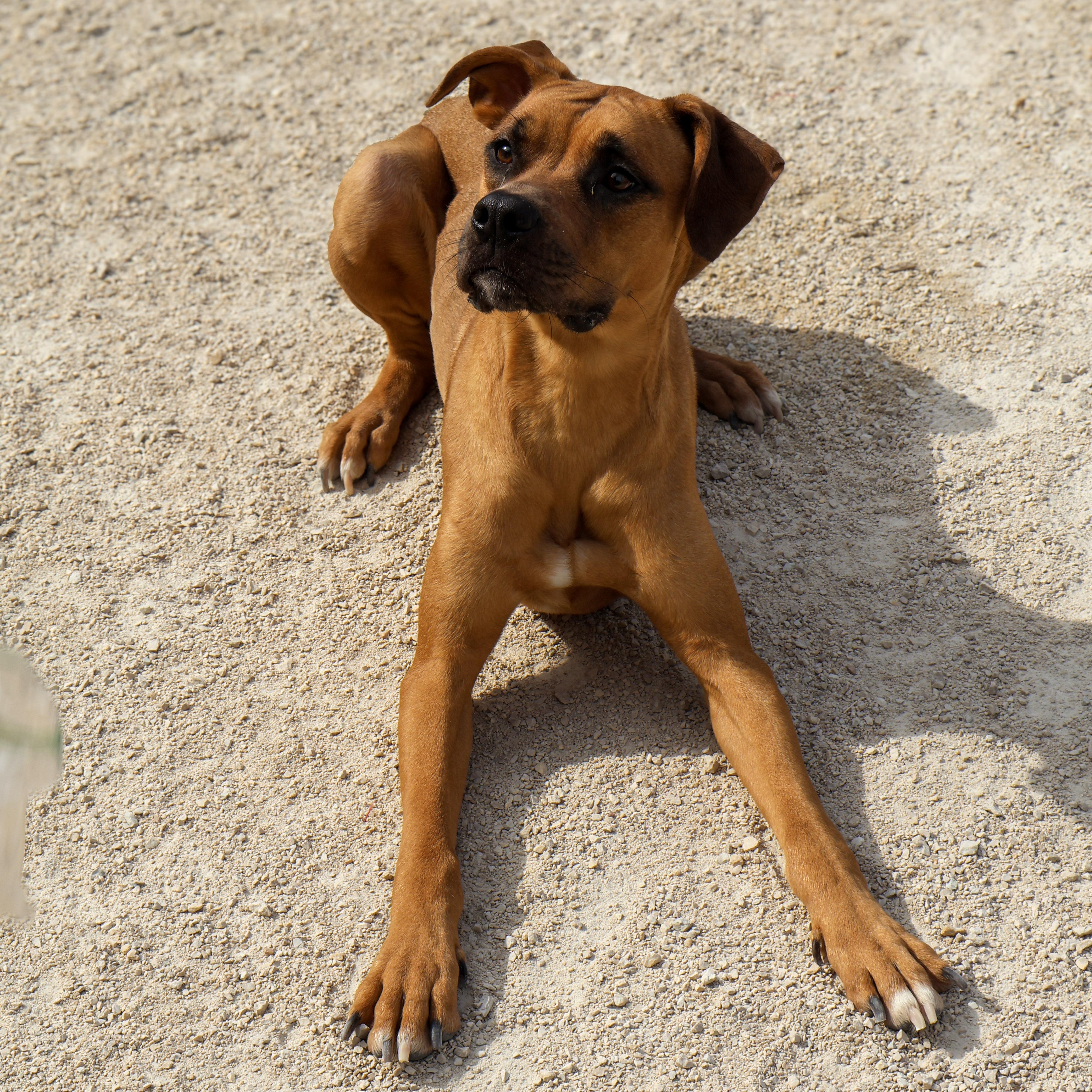 Layla, an adoptable Boxer in Winnipeg, MB, R3E 3N8 | Photo Image 3