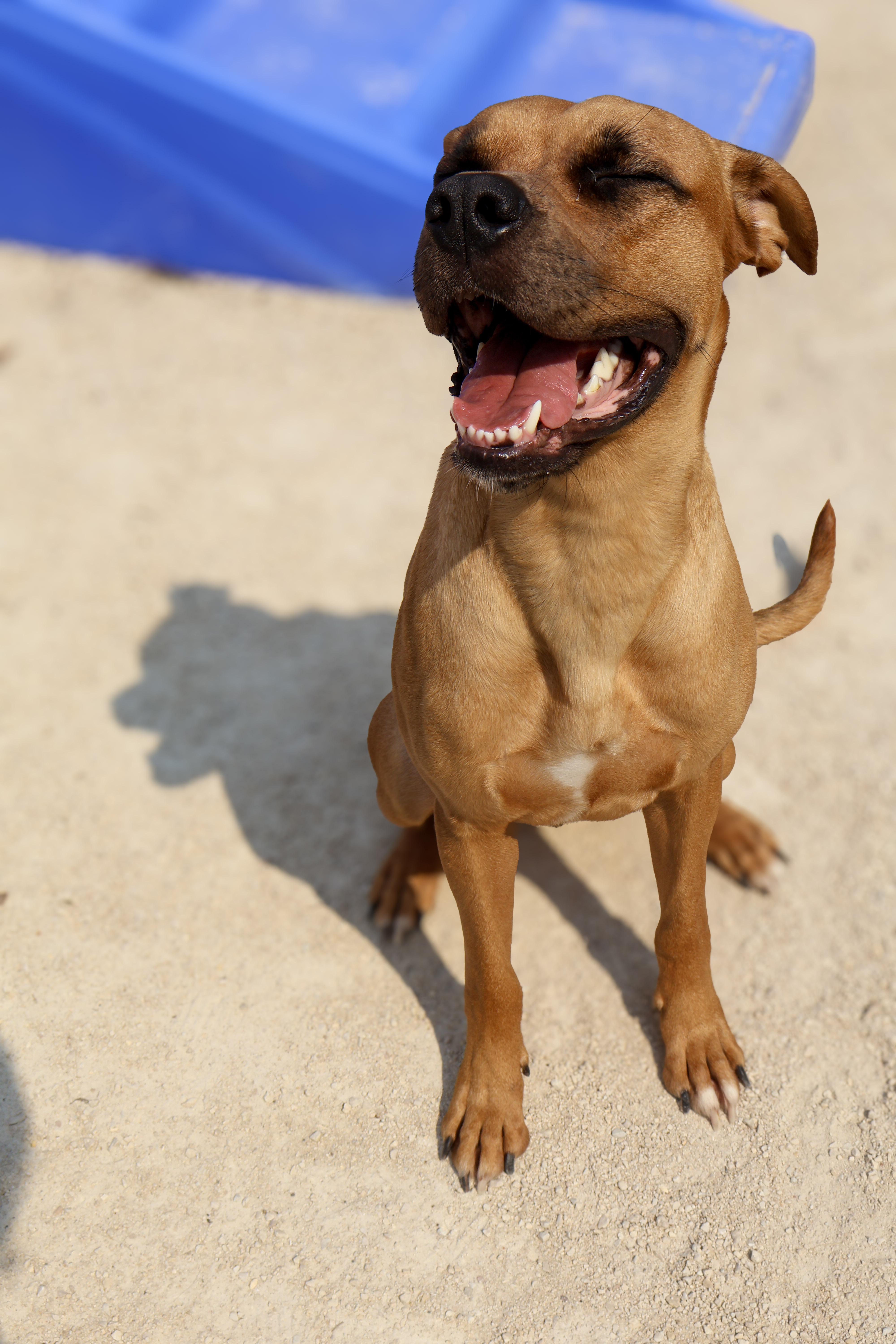 Layla, an adoptable Boxer in Winnipeg, MB, R3E 3N8 | Photo Image 4