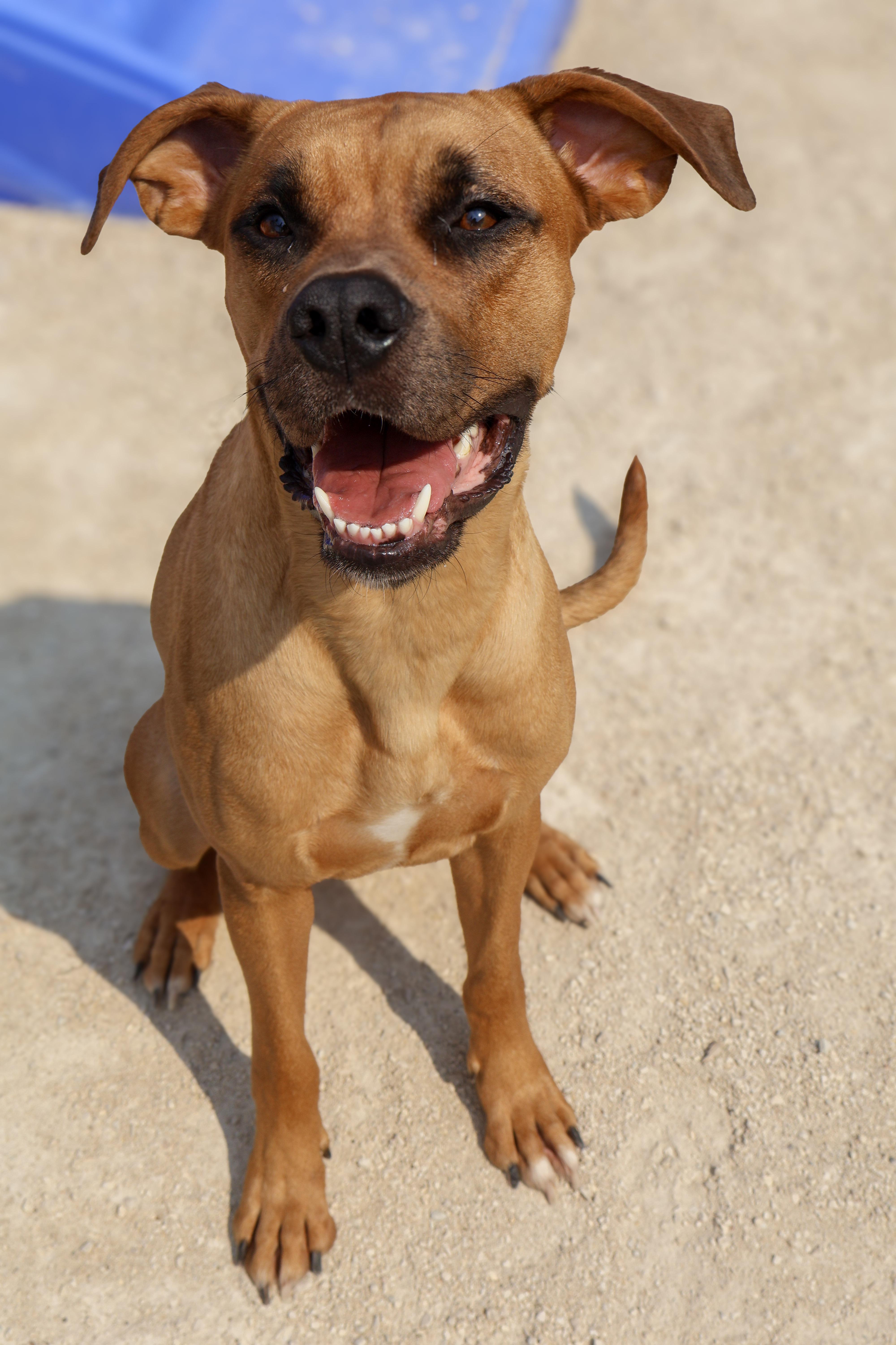 Layla, an adoptable Boxer in Winnipeg, MB, R3E 3N8 | Photo Image 6