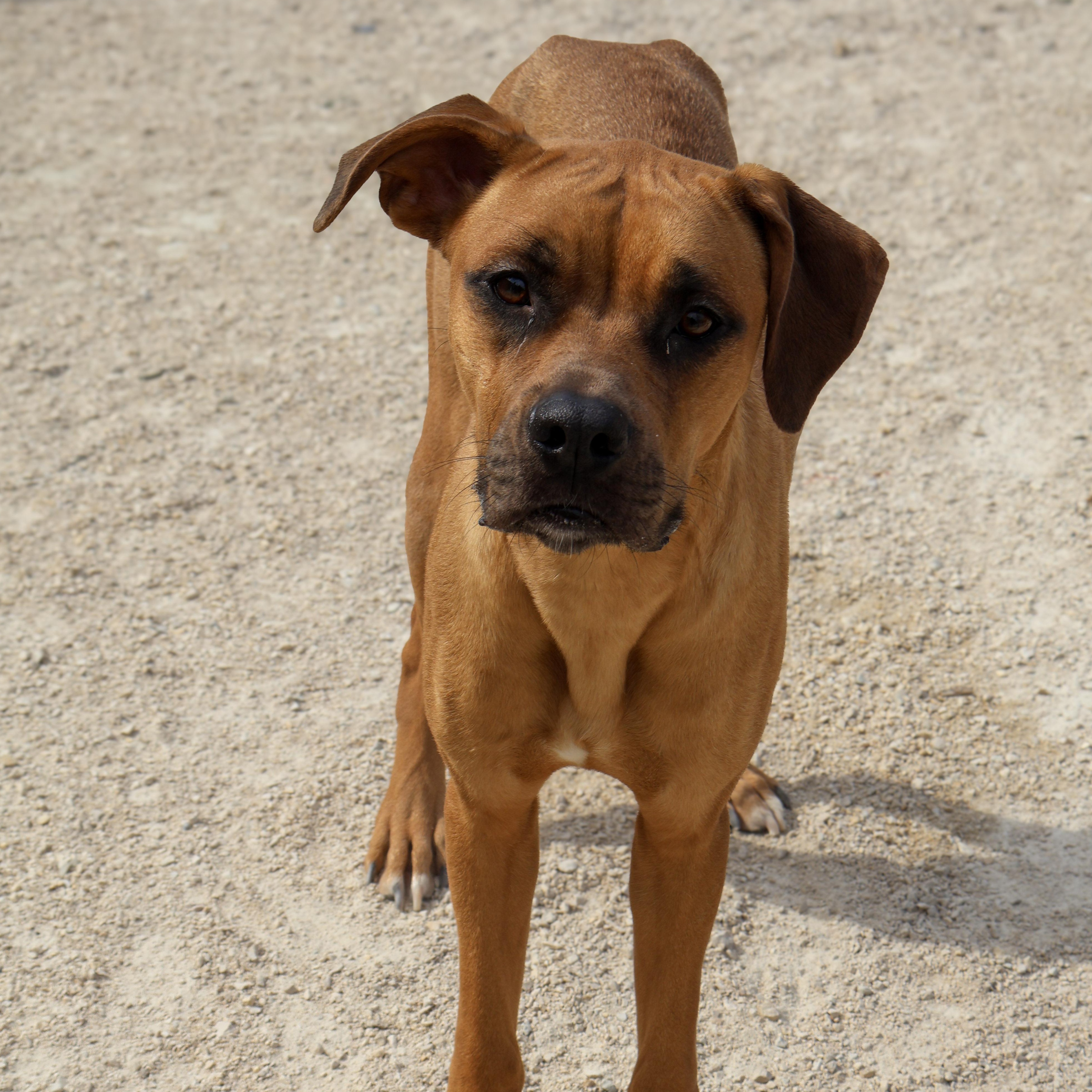 Layla, an adoptable Boxer in Winnipeg, MB, R3E 3N8 | Photo Image 1