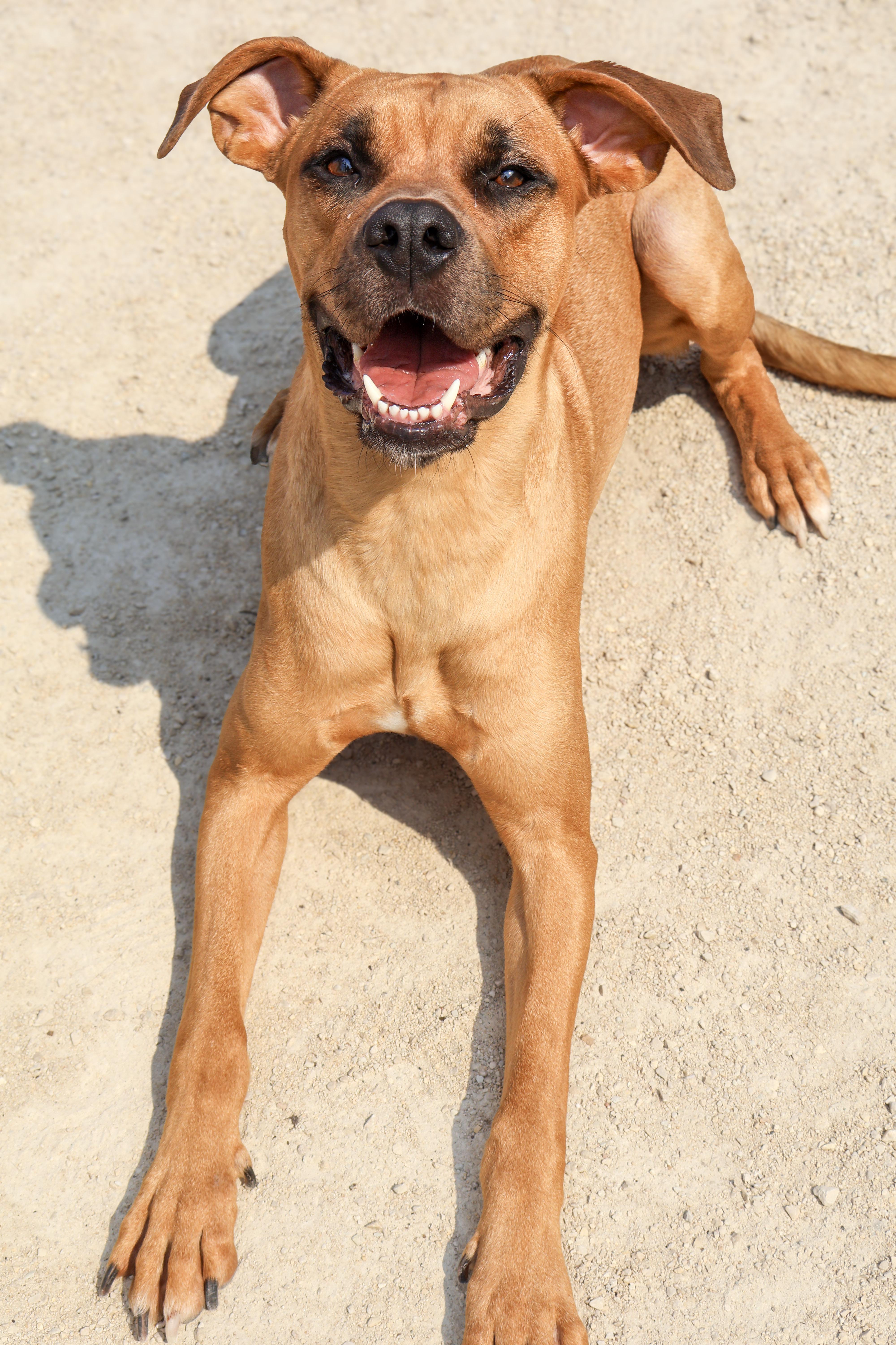 Layla, an adoptable Boxer in Winnipeg, MB, R3E 3N8 | Photo Image 2