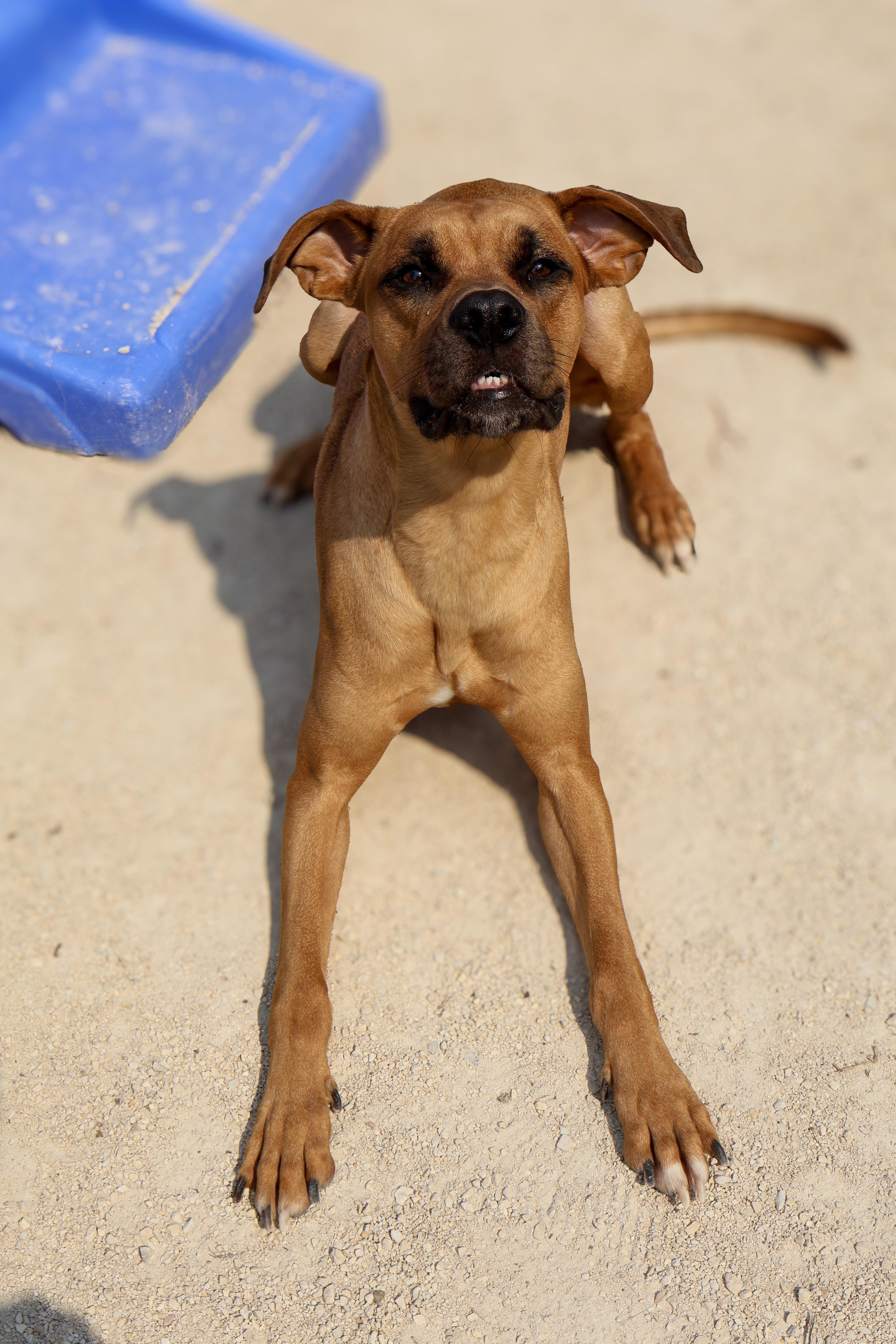 Layla, an adoptable Boxer in Winnipeg, MB, R3E 3N8 | Photo Image 5