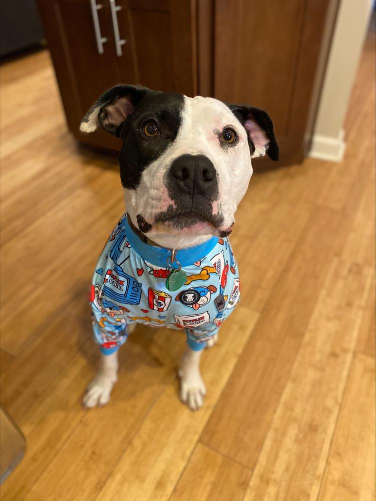 Johnson, Adoptable, Adult Male Pit Bull Terrier.