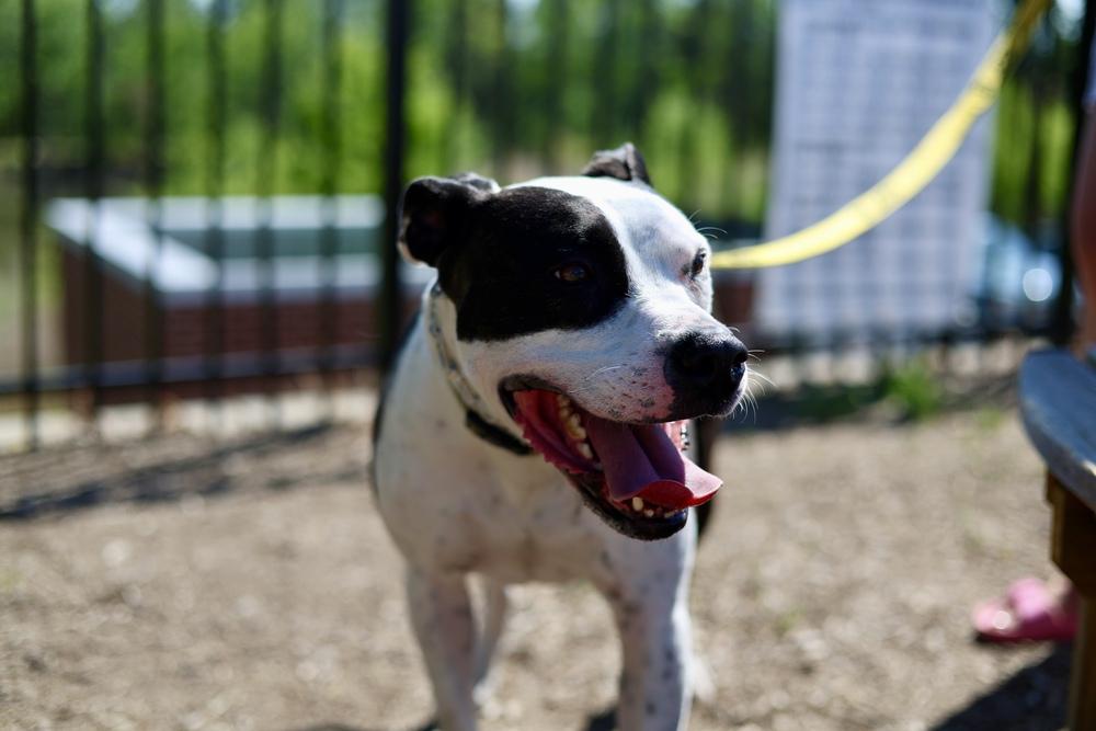 Enlarge Johnson, a Adoptable mixed breed in Wake Forest, NC image 2/5