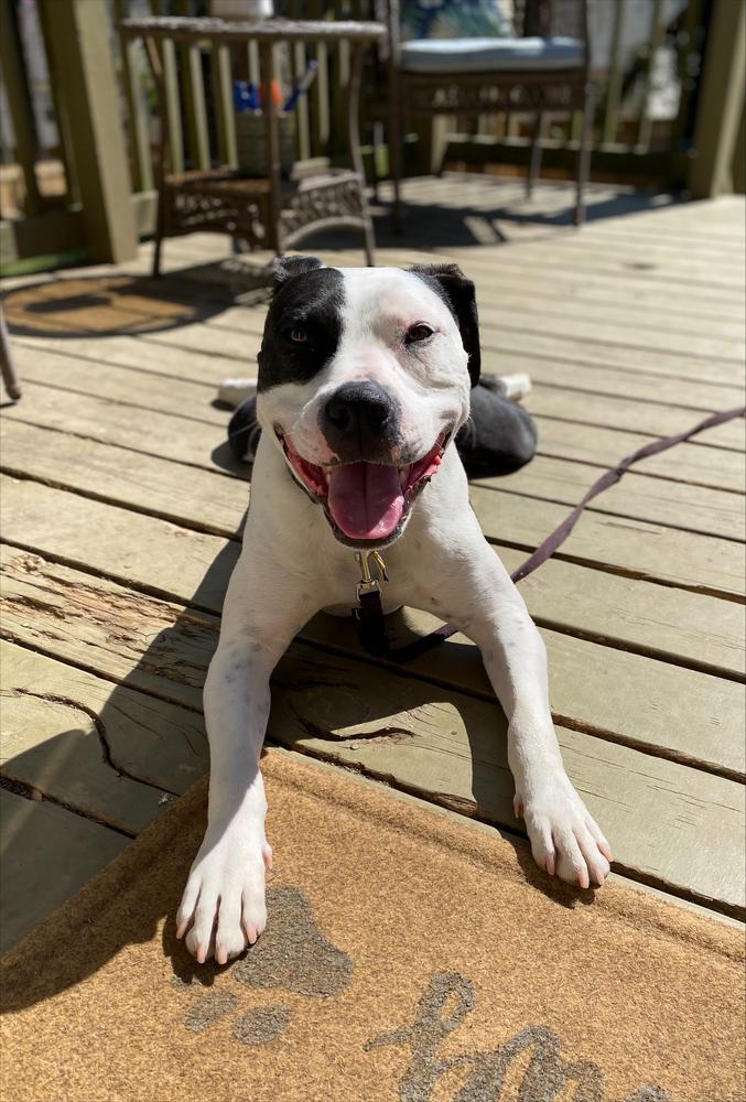 Enlarge Johnson, a Adoptable mixed breed in Wake Forest, NC image 3/4