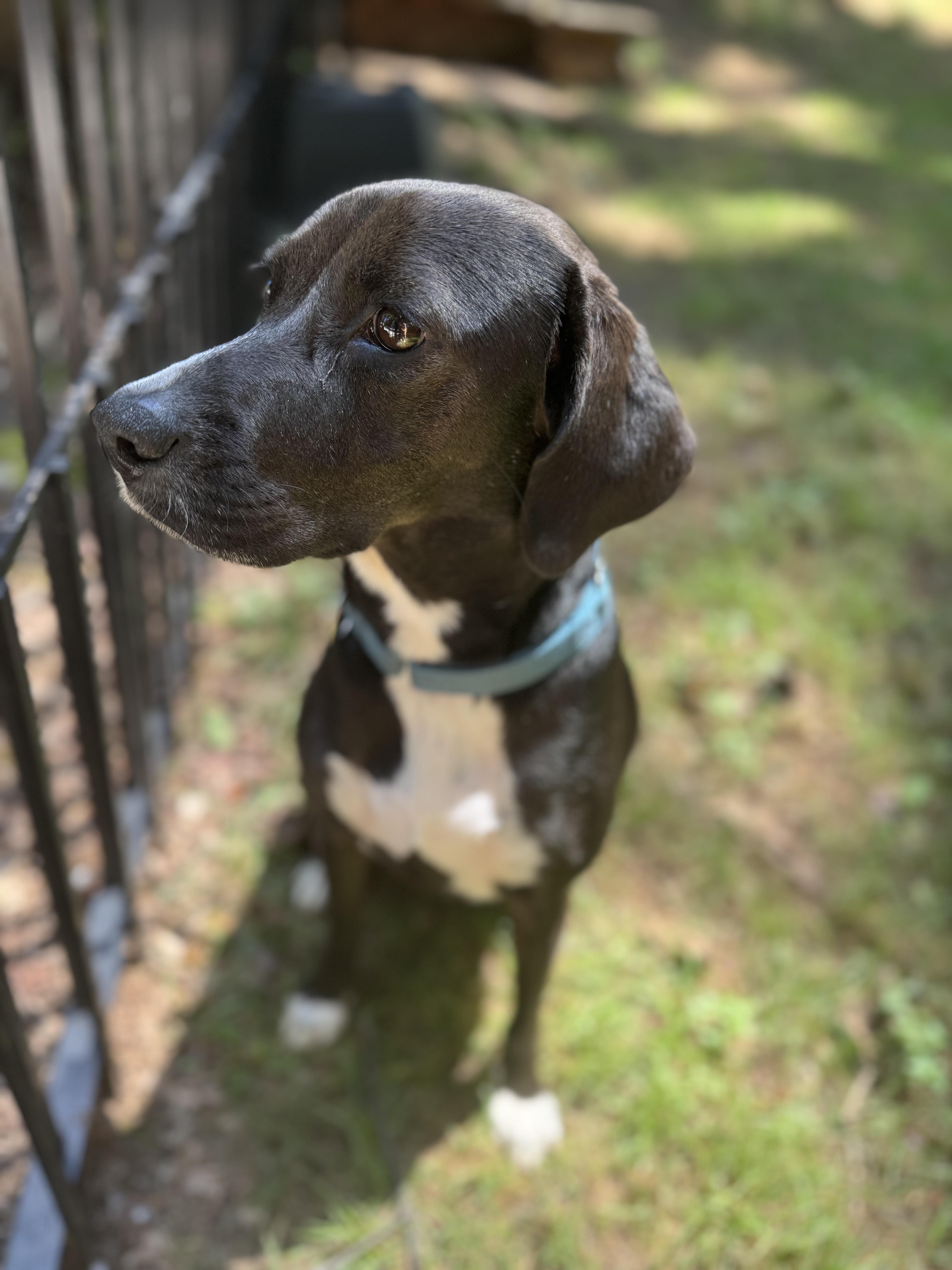 Pickles, an adoptable mixed breed in Wilkesboro, NC image 3/5