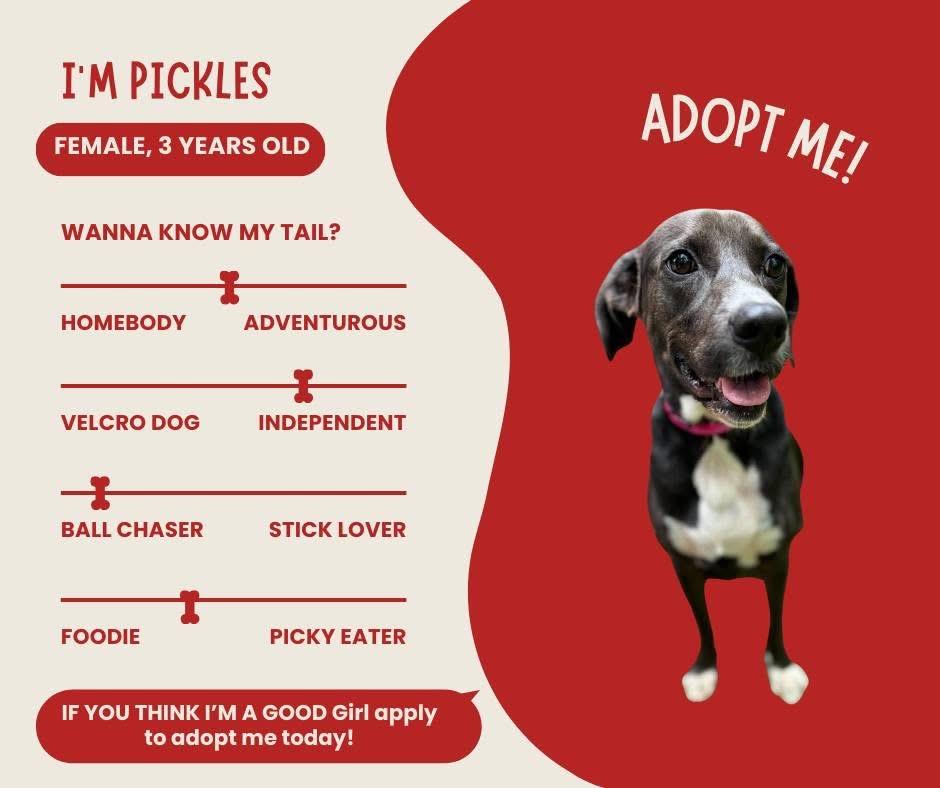 Pickles, adoptable, Young Female Hound.