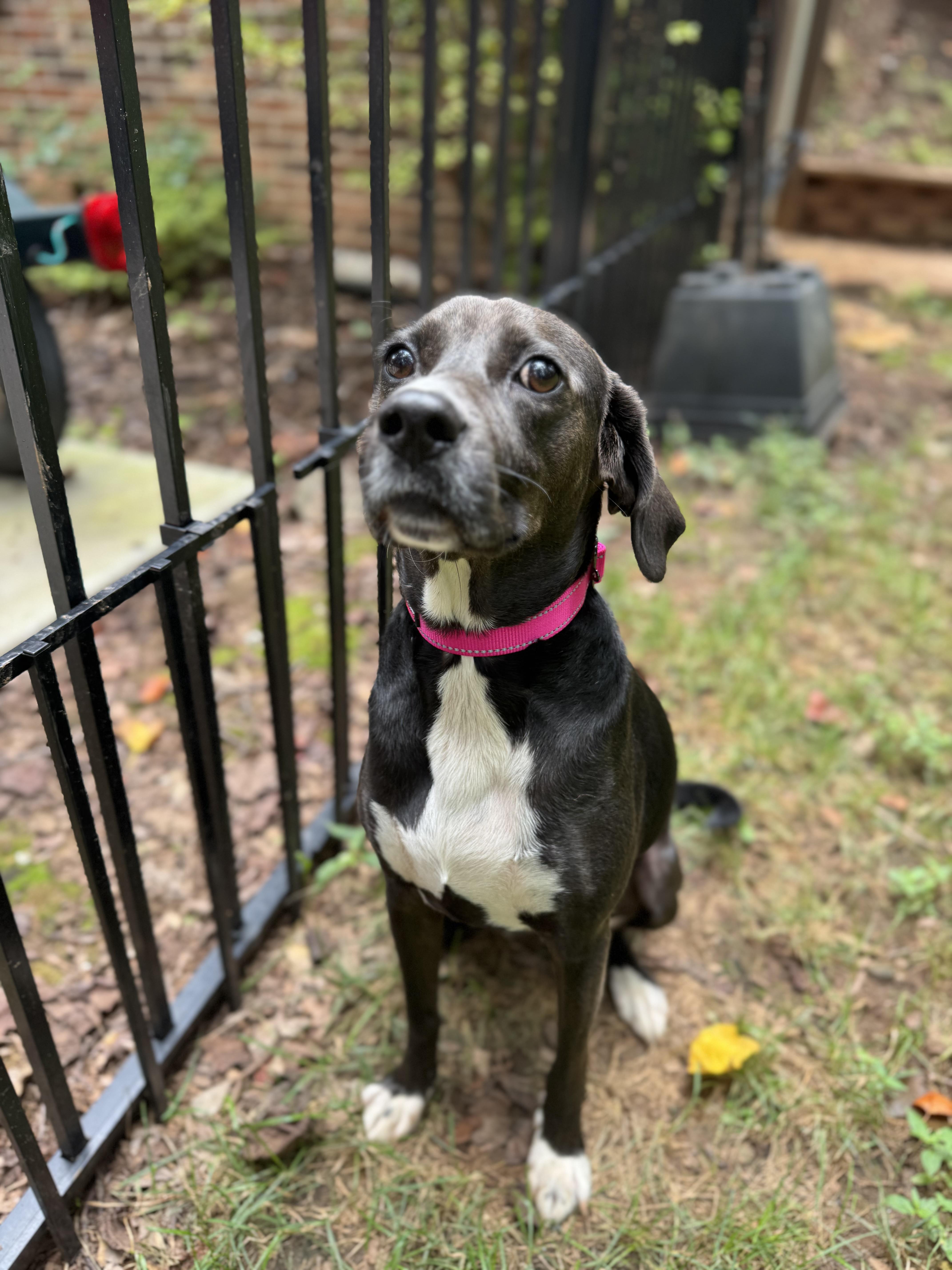 Pickles, an adoptable mixed breed in Wilkesboro, NC image 4/5