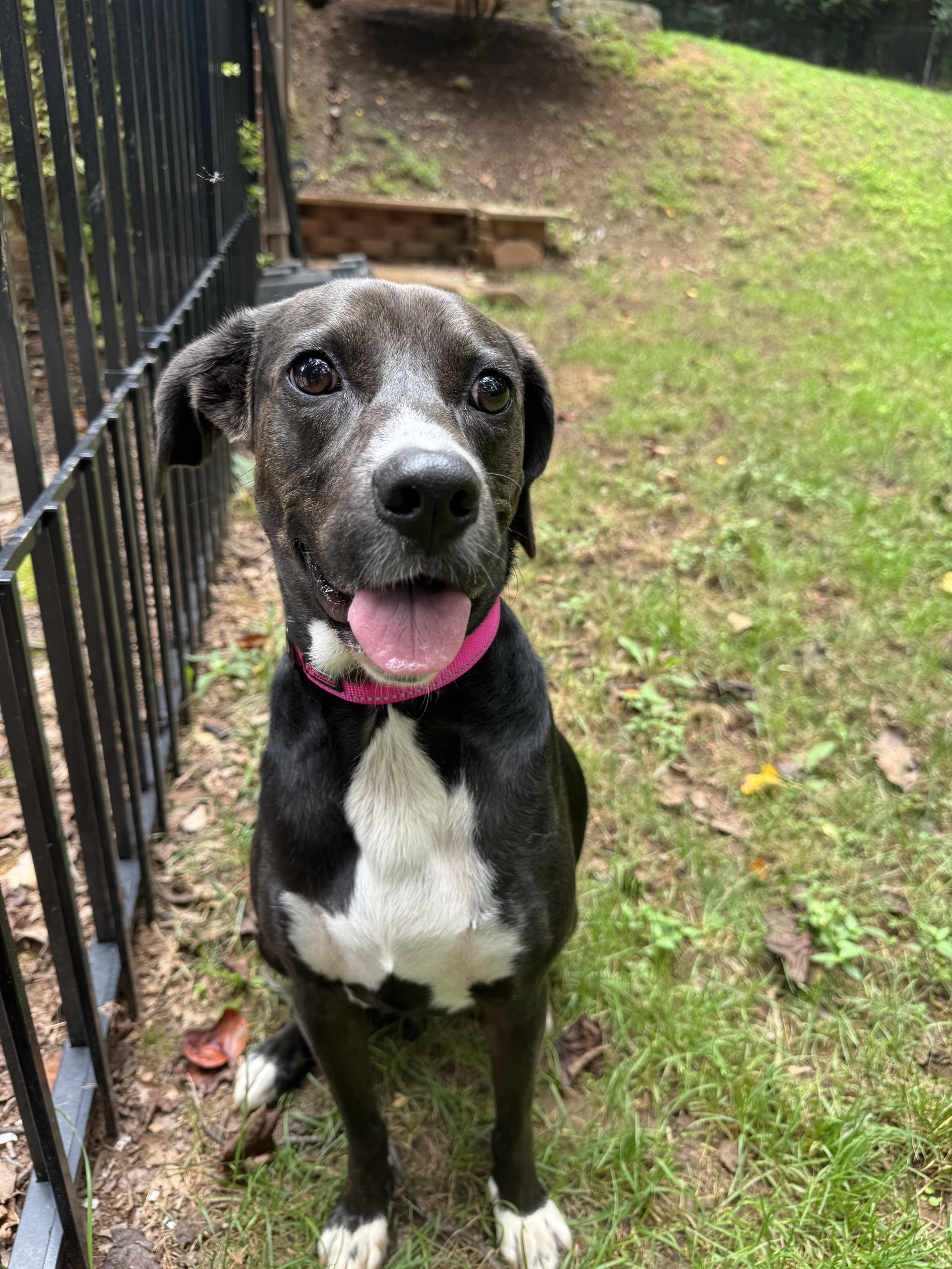 Pickles, an adoptable mixed breed in Wilkesboro, NC image 2/5