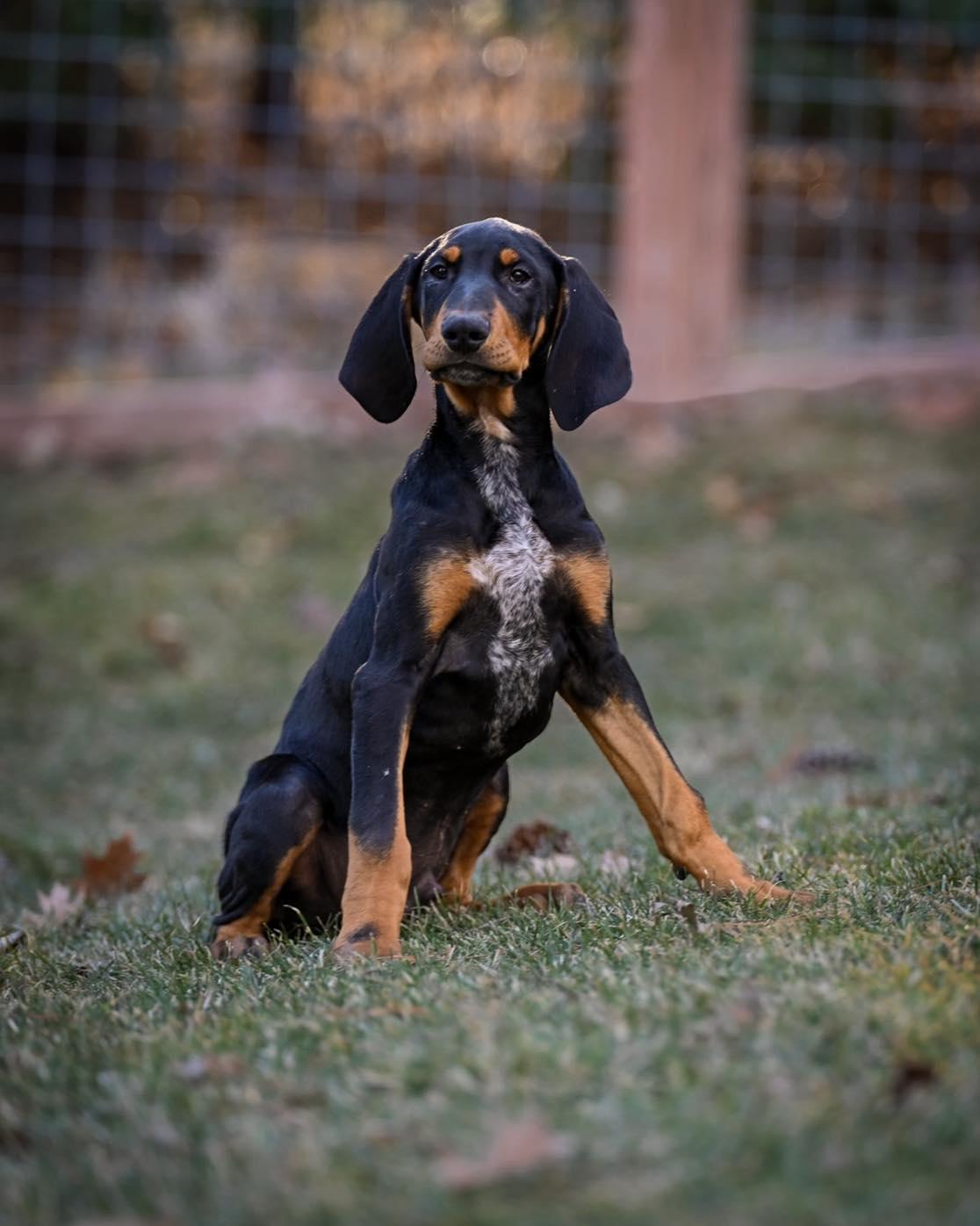 Enlarge Rubble, a Adoptable mixed breed in Minneapolis, MN image 1/2