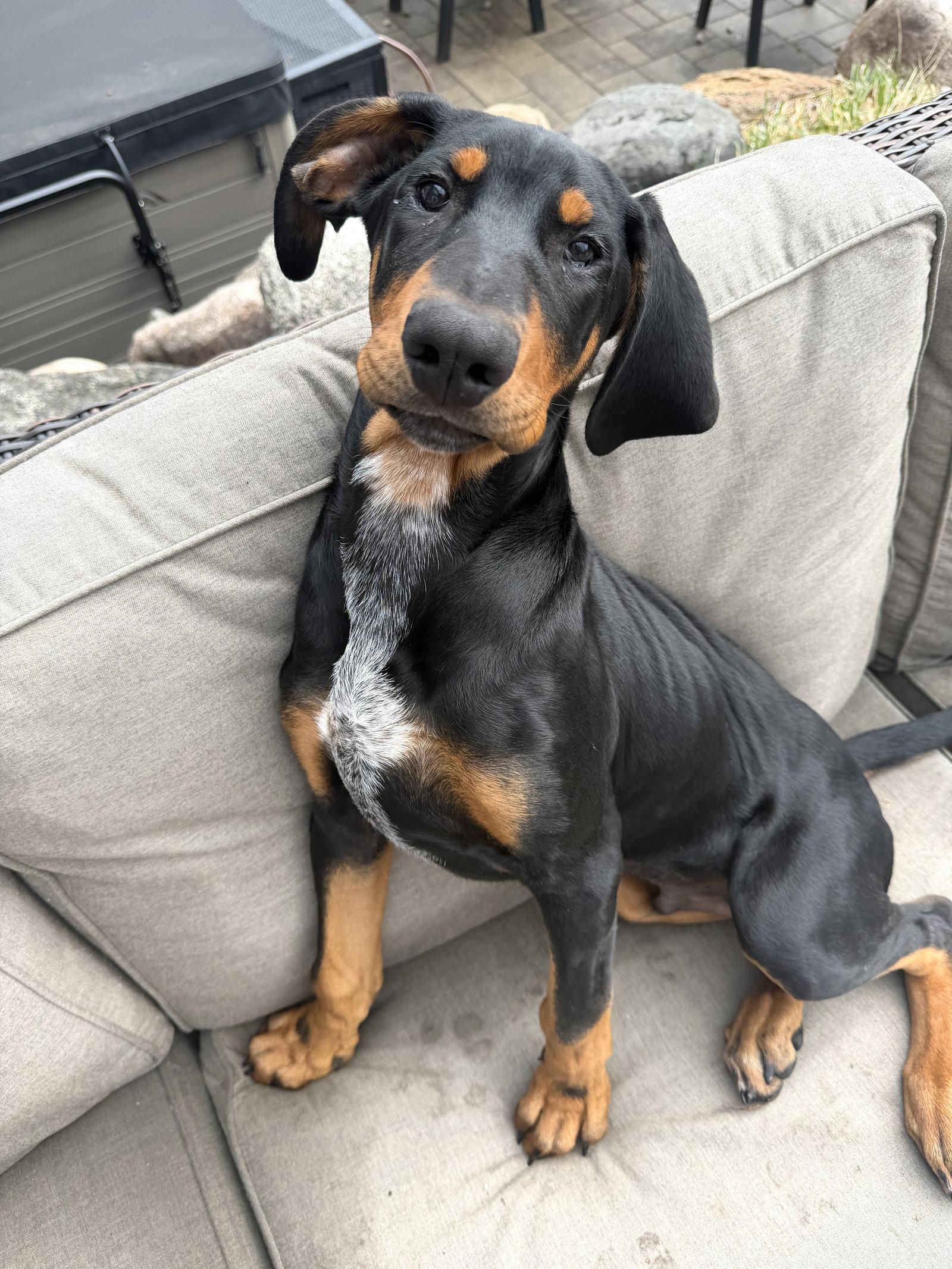 Enlarge Rubble, a Adoptable mixed breed in Minneapolis, MN image 1/3