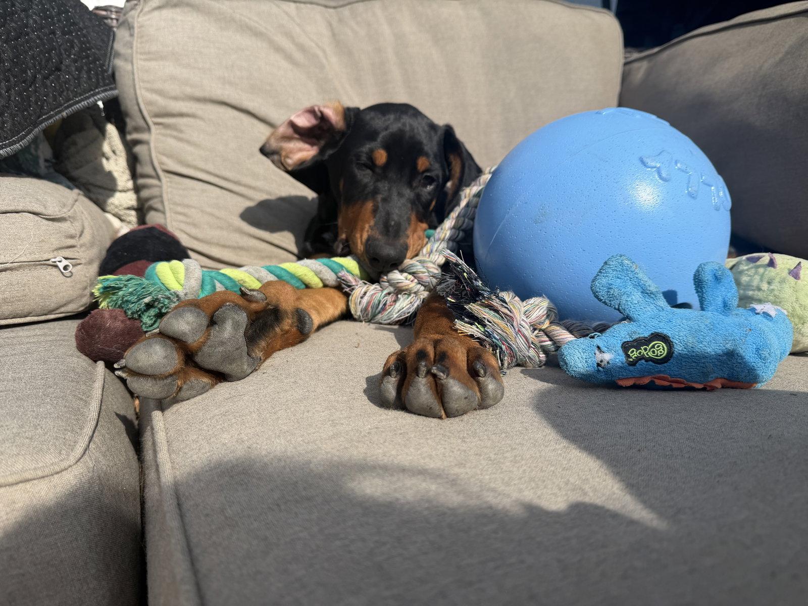 Enlarge Rubble, a Adoptable mixed breed in Minneapolis, MN image 2/3