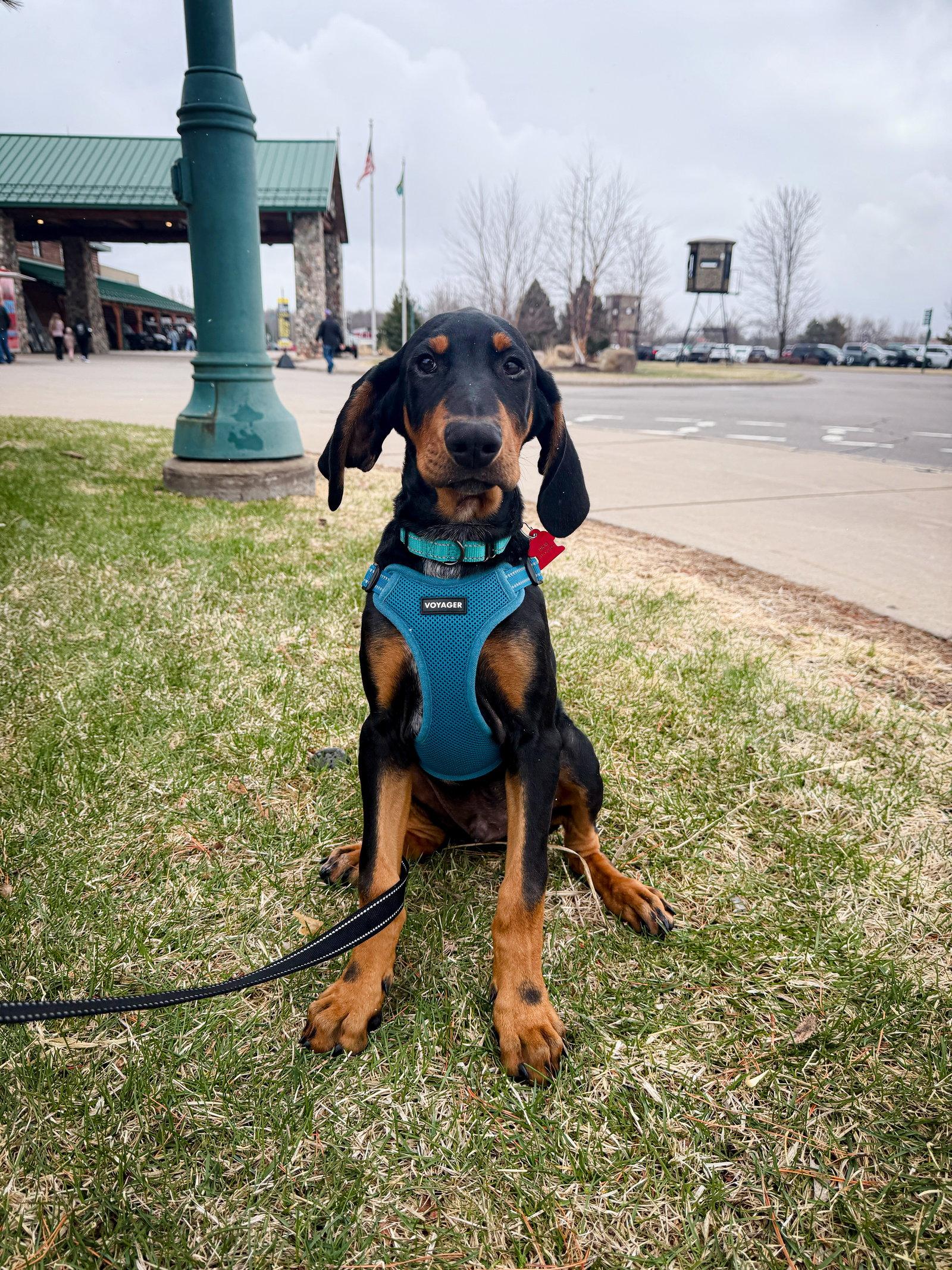 Enlarge Rubble, a Adoptable mixed breed in Minneapolis, MN image 3/3