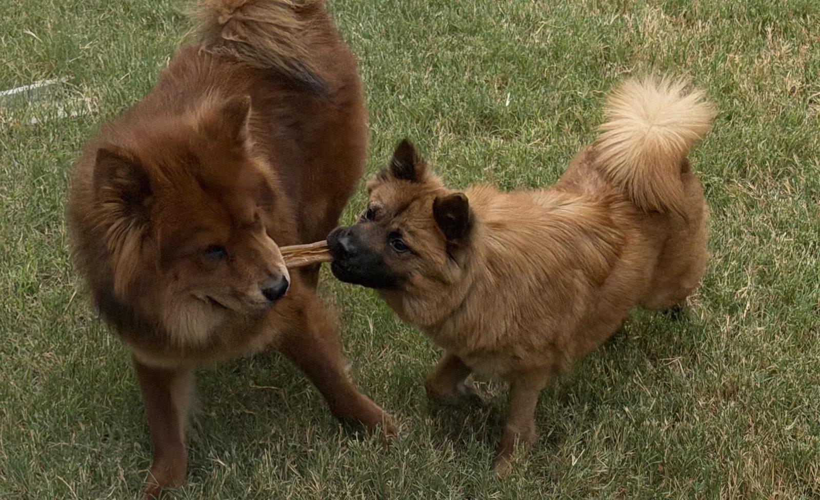 Enlarge MAX, a Adoptable Chow Chow in San Antonio, TX image 1/2