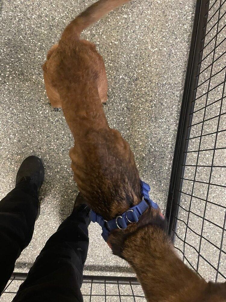 Callie, Adoptable, Adult Female Shepherd.