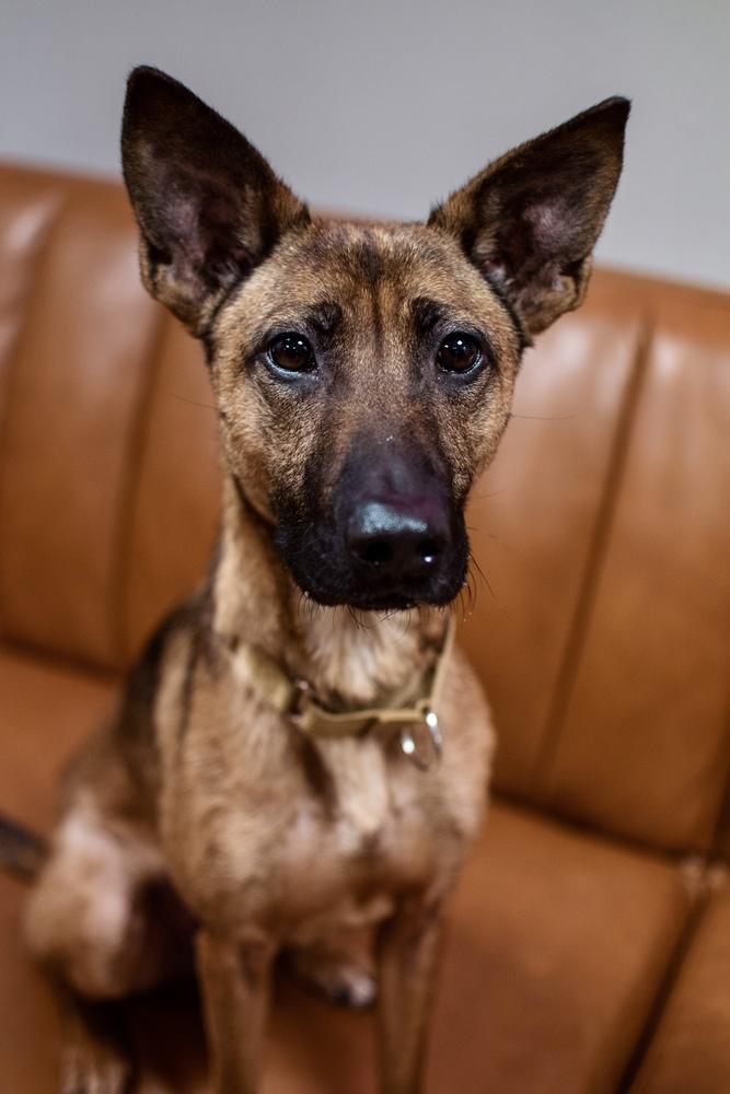 Enlarge Callie, a Adoptable mixed breed in Frankfort, NY image 2/6