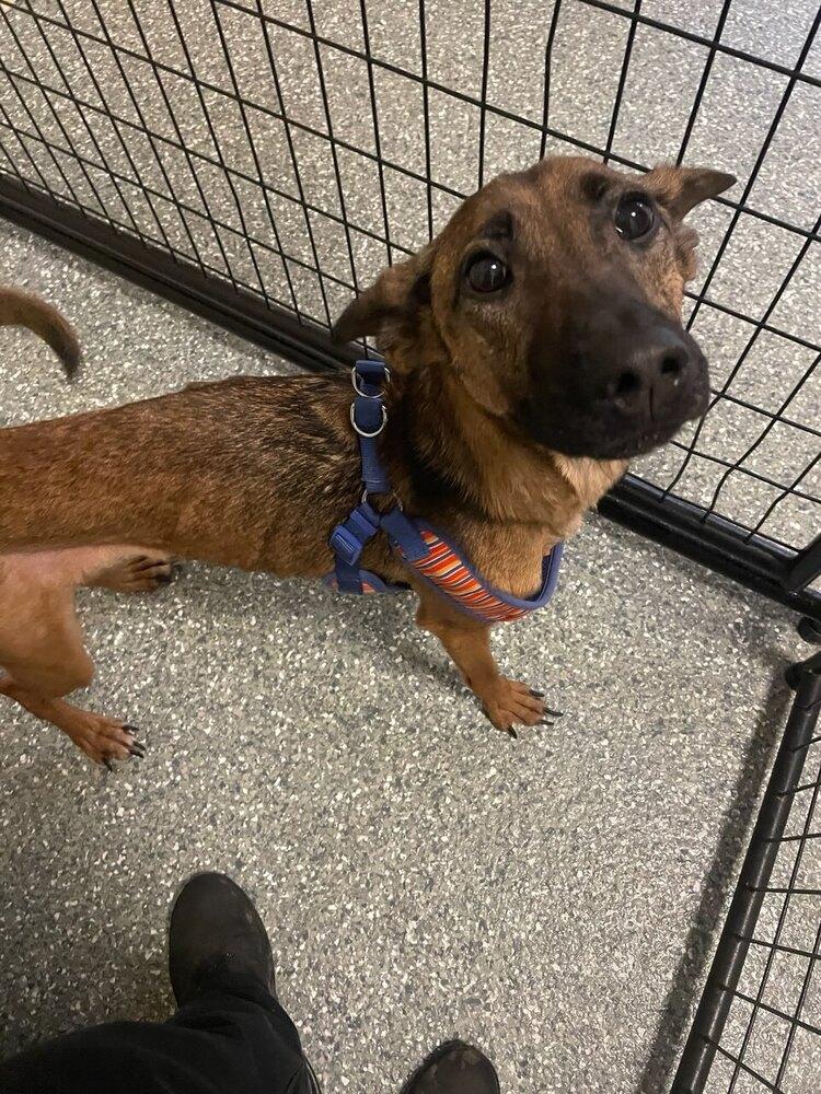 Enlarge Callie, a Adoptable mixed breed in Frankfort, NY image 3/6