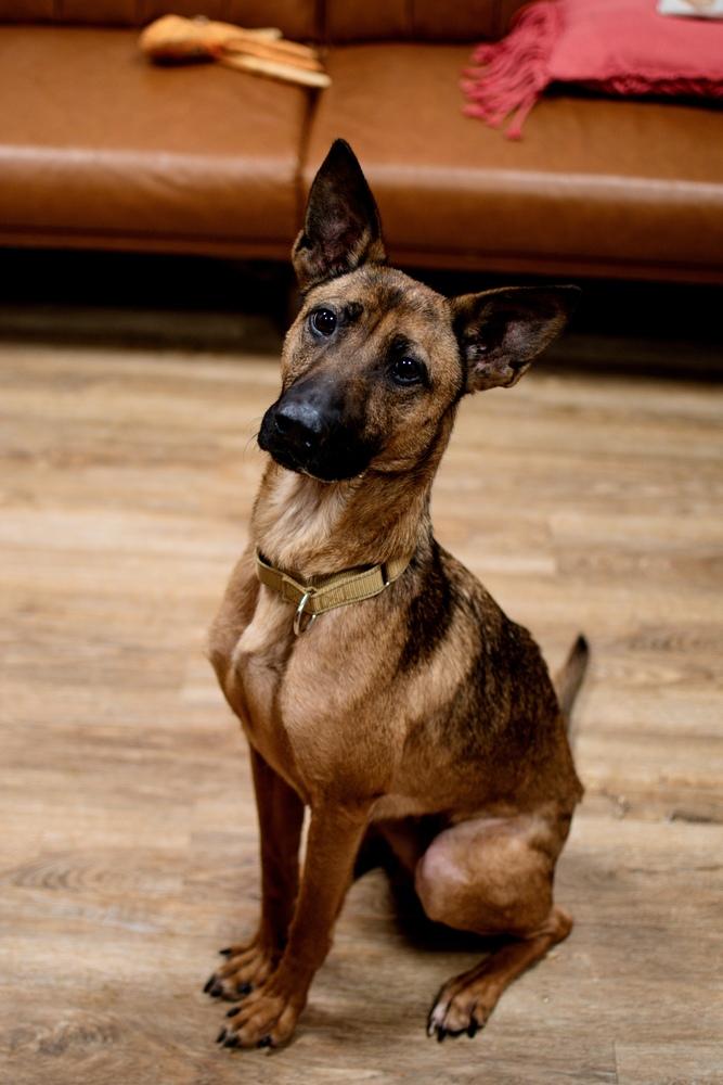 Enlarge Callie, a Adoptable mixed breed in Frankfort, NY image 4/6