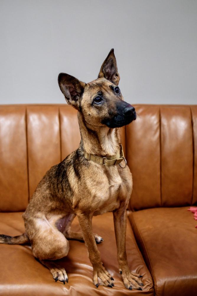 Enlarge Callie, a Adoptable mixed breed in Frankfort, NY image 5/6