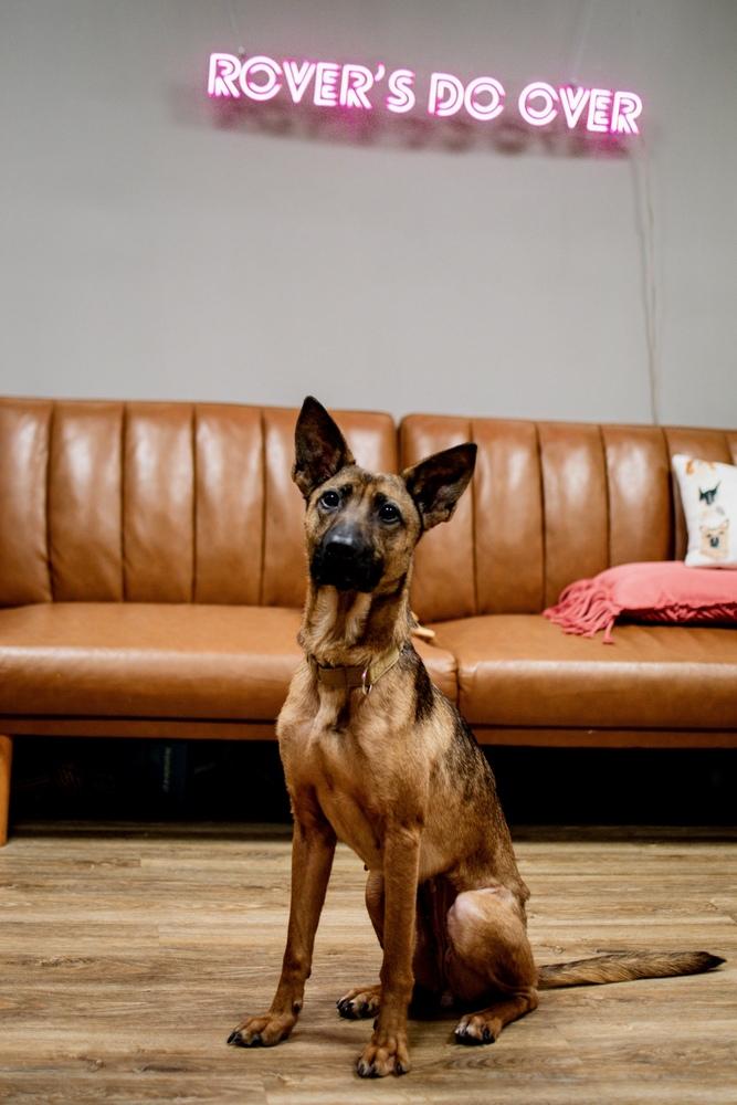 Enlarge Callie, a Adoptable mixed breed in Frankfort, NY image 6/6