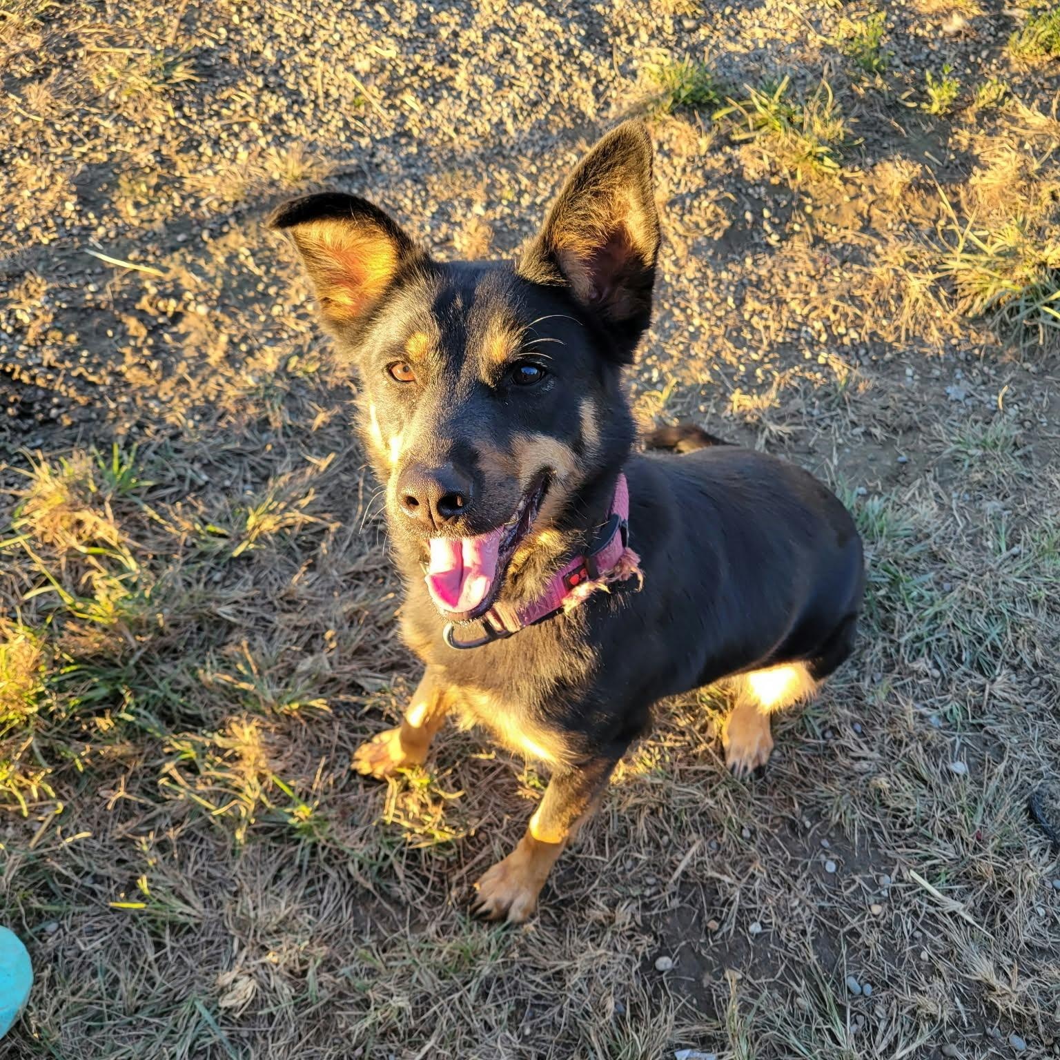 Laney, ADOPTABLE, Young • Male, Australian Kelpie.