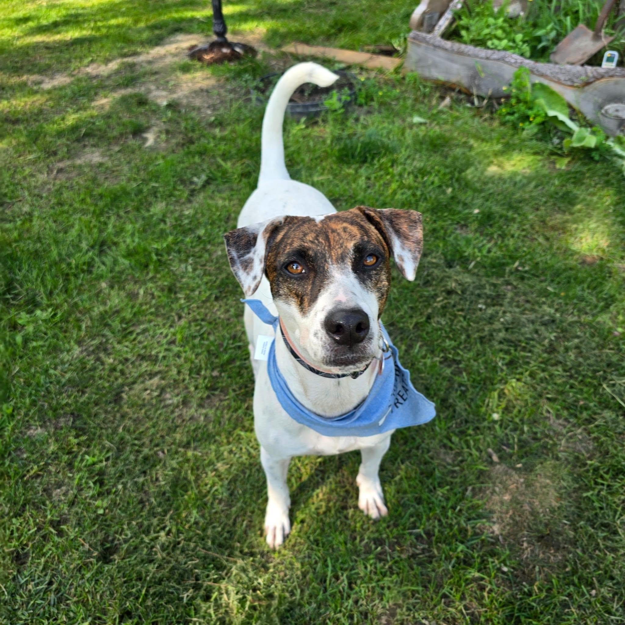 Enlarge Pita, a Adoptable mixed breed in Williamsburg, ON image 5/6