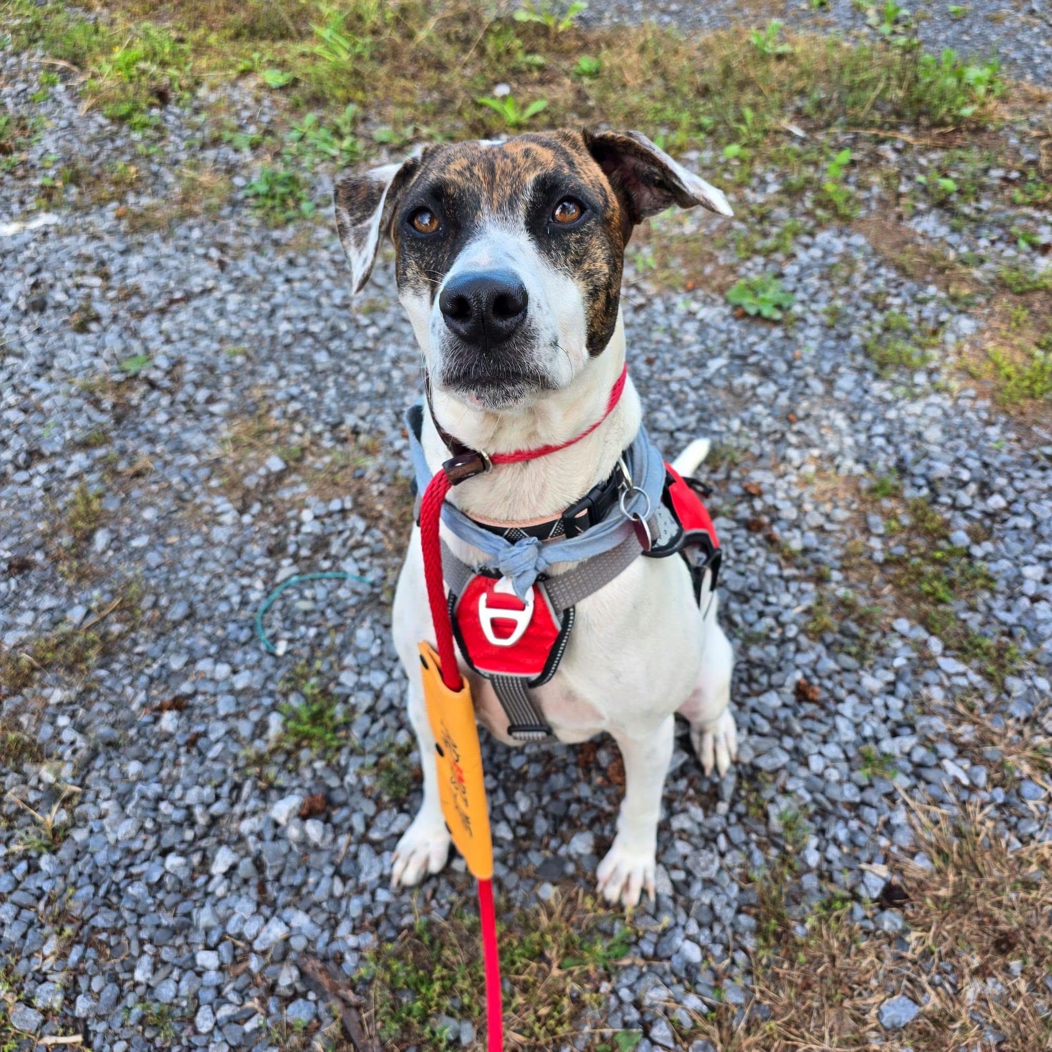 Pita, Adoptable, Adult Female English Pointer & American Staffordshire Terrier.