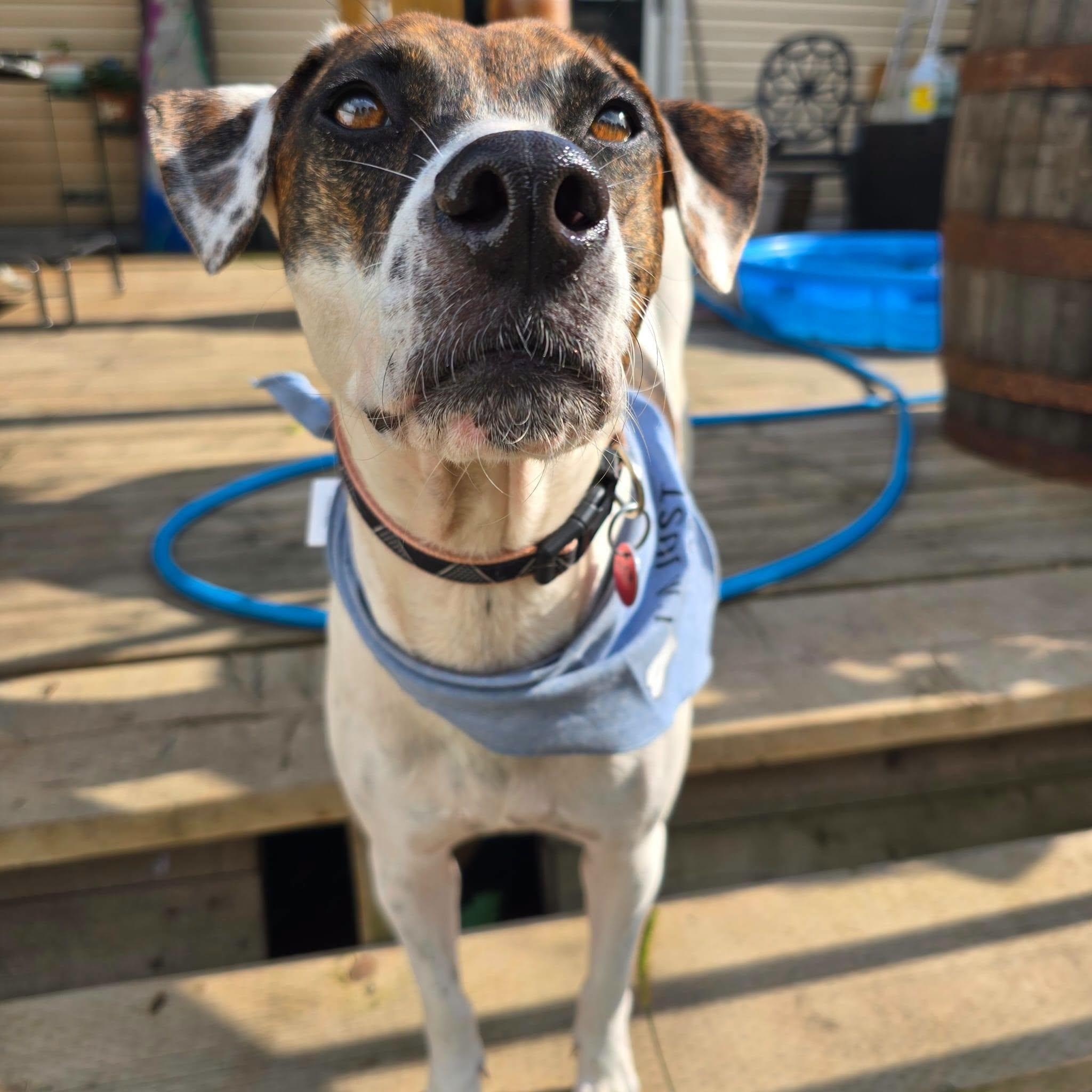 Enlarge Pita, a Adoptable mixed breed in Williamsburg, ON image 6/6