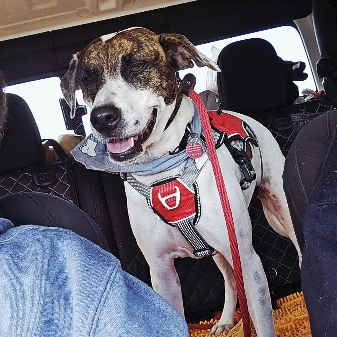 Enlarge Pita, a Adoptable mixed breed in Williamsburg, ON image 3/6