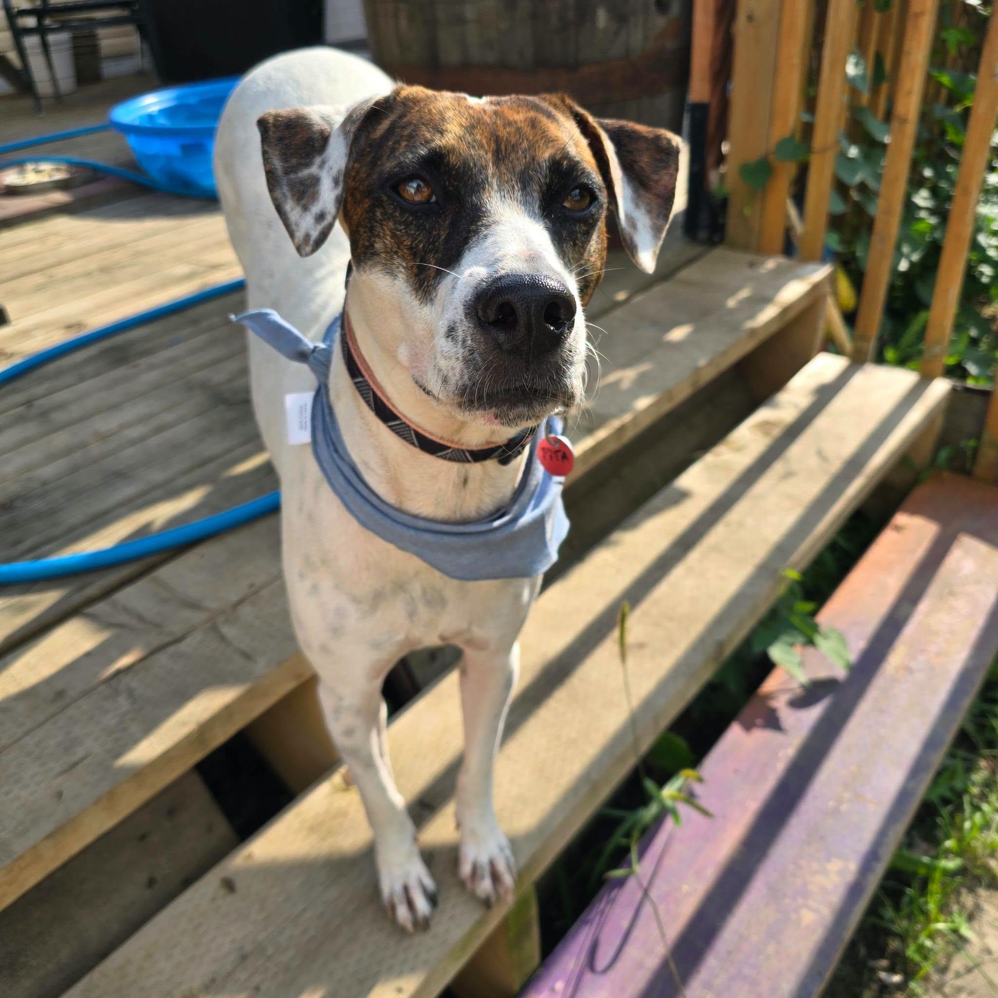 Enlarge Pita, a Adoptable mixed breed in Williamsburg, ON image 2/6