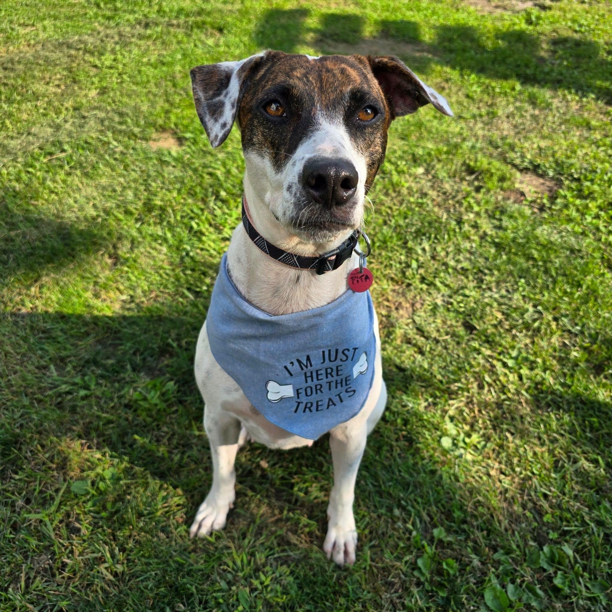 Enlarge Pita, a Adoptable mixed breed in Williamsburg, ON image 4/6