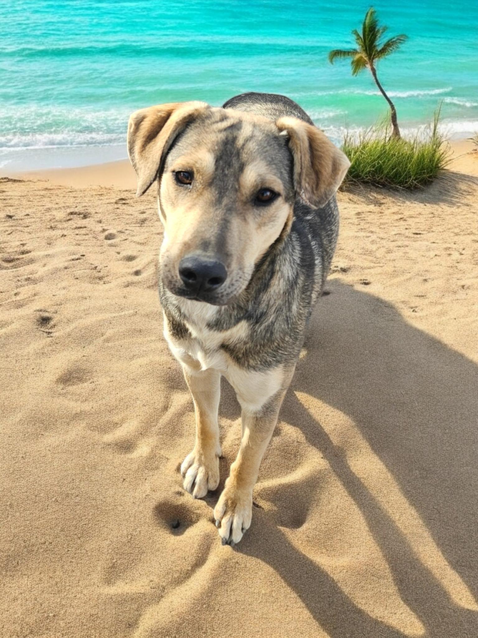 Dusty, Adoptable, Young Male Shepherd.