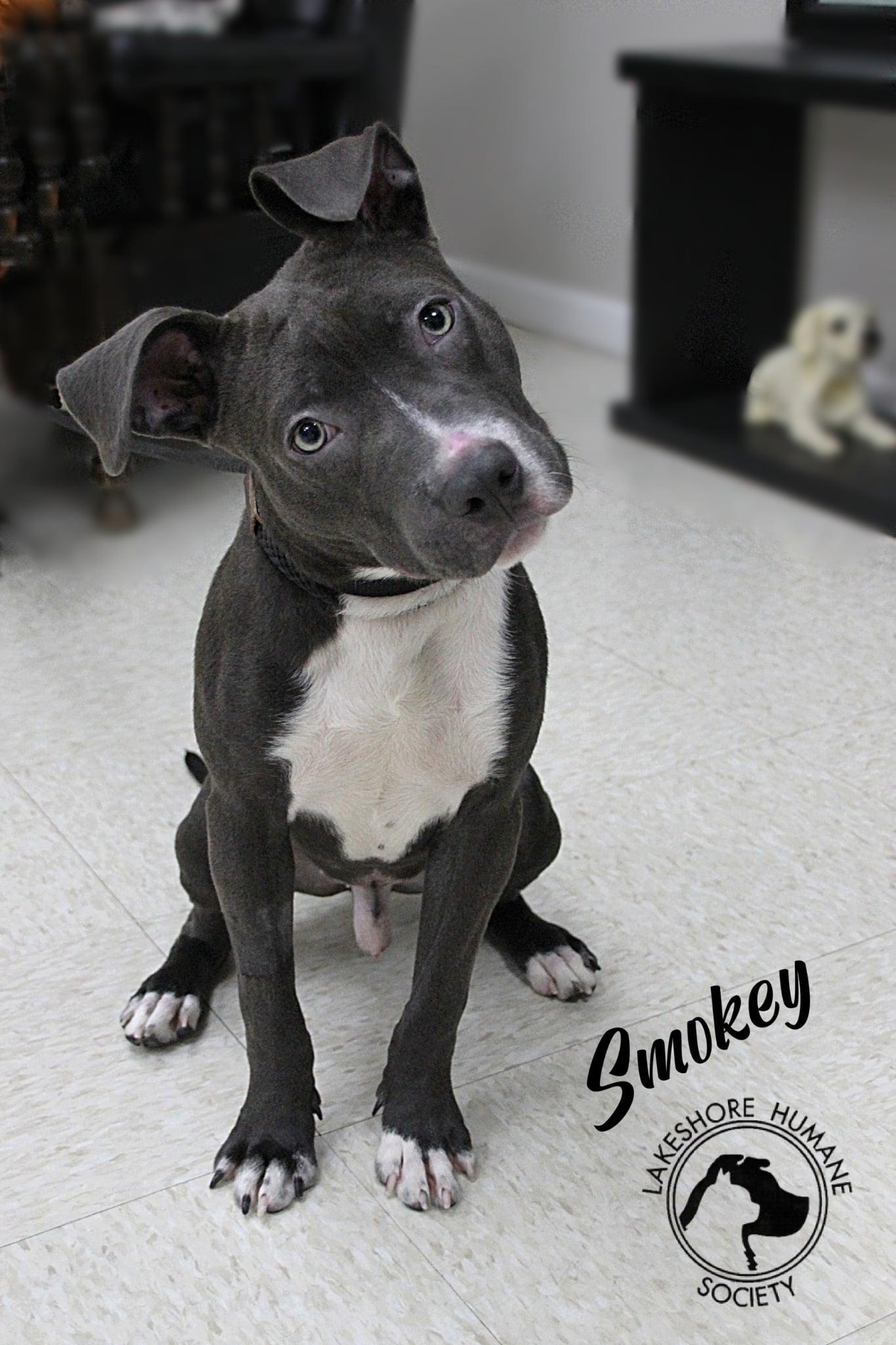 Smokey, ADOPTABLE, Young Male Mixed Breed.