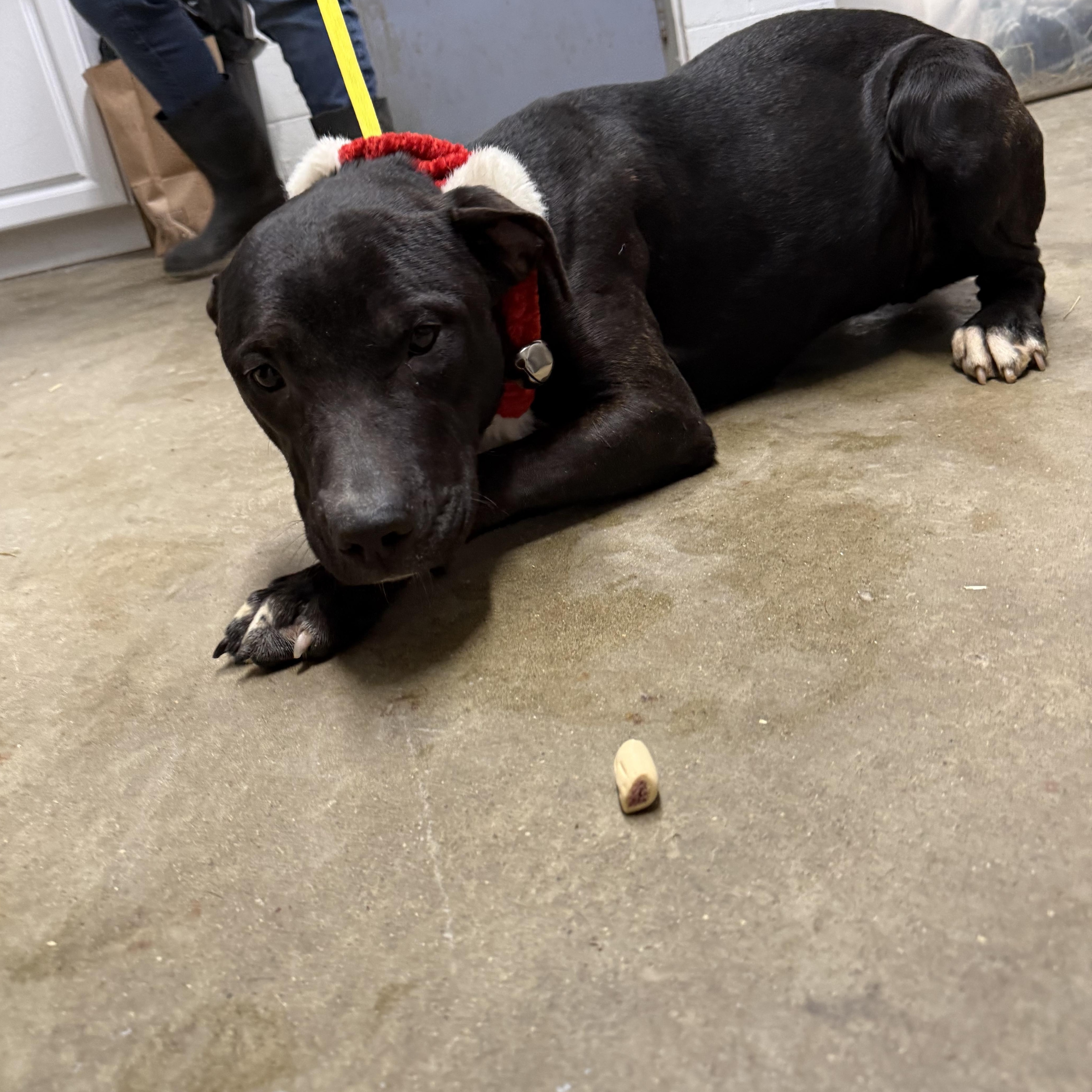 Enlarge Angel, a Adoptable American Staffordshire Terrier in Lewisburg, TN image 1/2