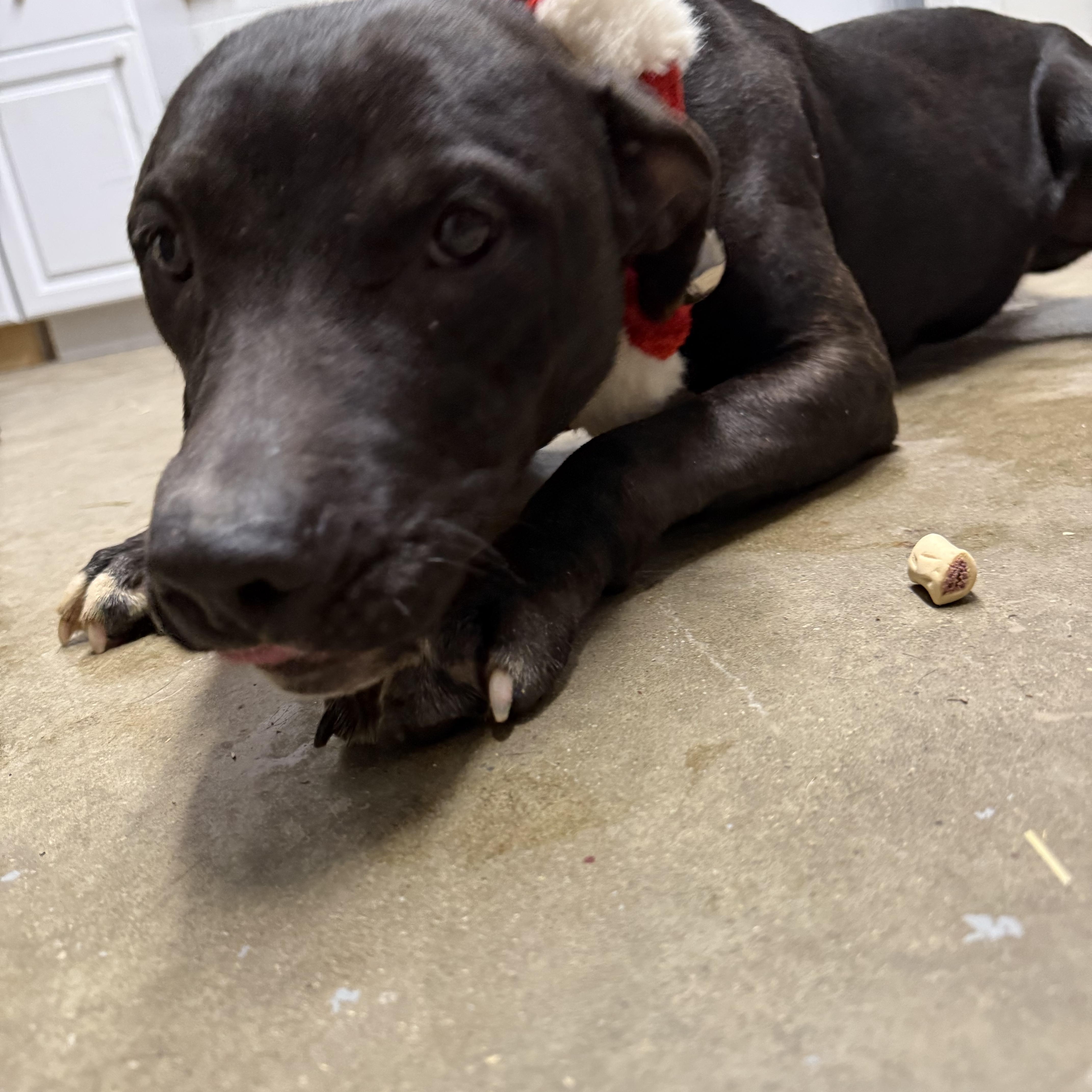 Enlarge Angel, a Adoptable American Staffordshire Terrier in Lewisburg, TN image 2/2