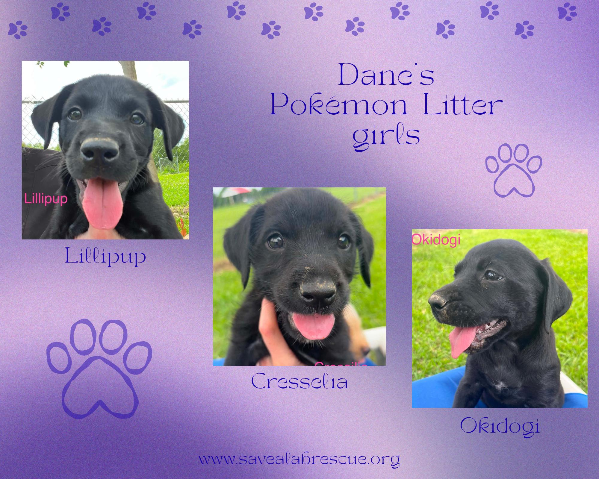 Dane’s Pokemon Litter girls, a ADOPTABLE mixed breed in Middletown, RI image 1/2