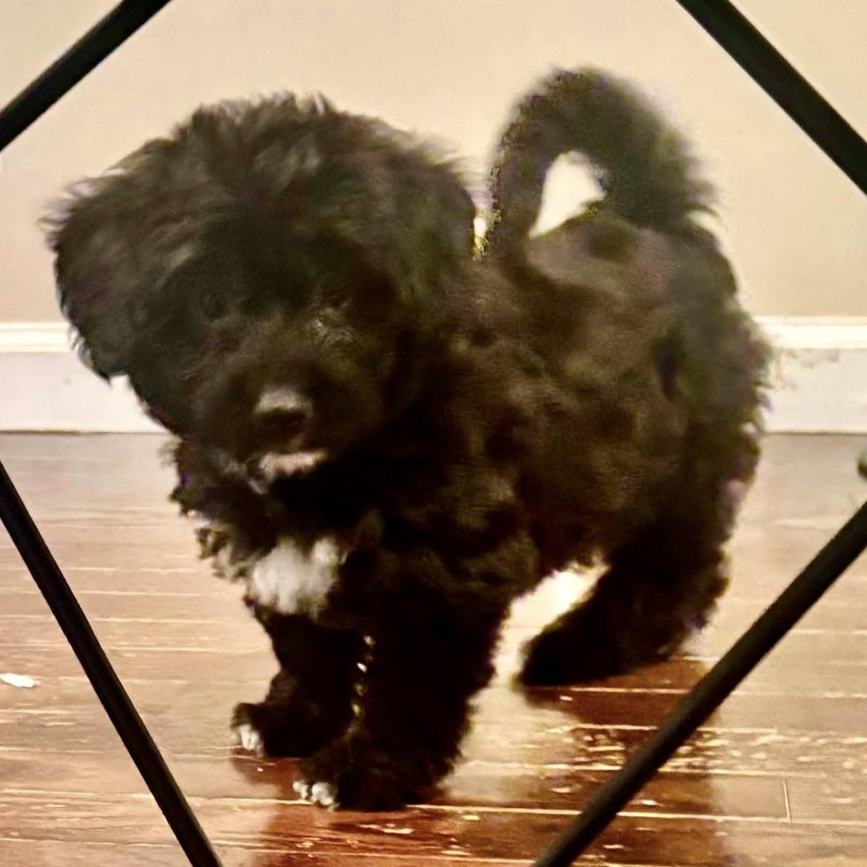 Woody, Adoptable, Puppy Male Miniature Poodle & Corgi.