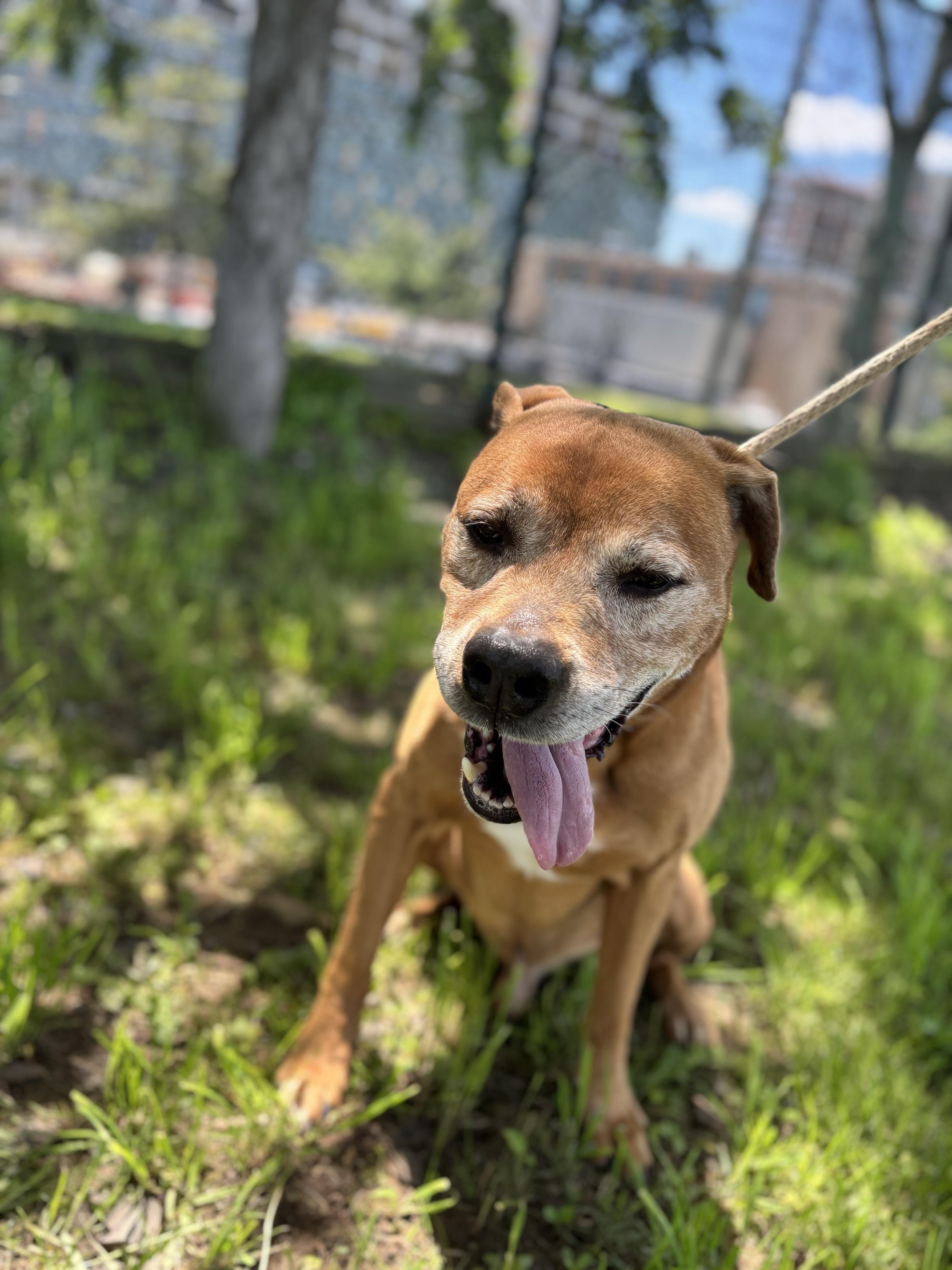 Enlarge Michael, a Adoptable Labrador Retriever in Jersey city, NJ image 2/3