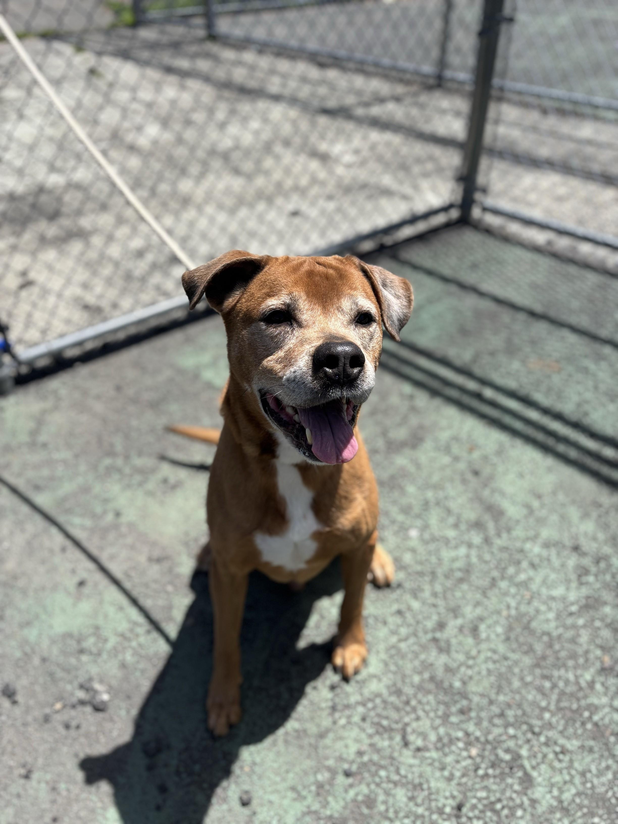 Enlarge Michael, a Adoptable Labrador Retriever in Jersey city, NJ image 3/3